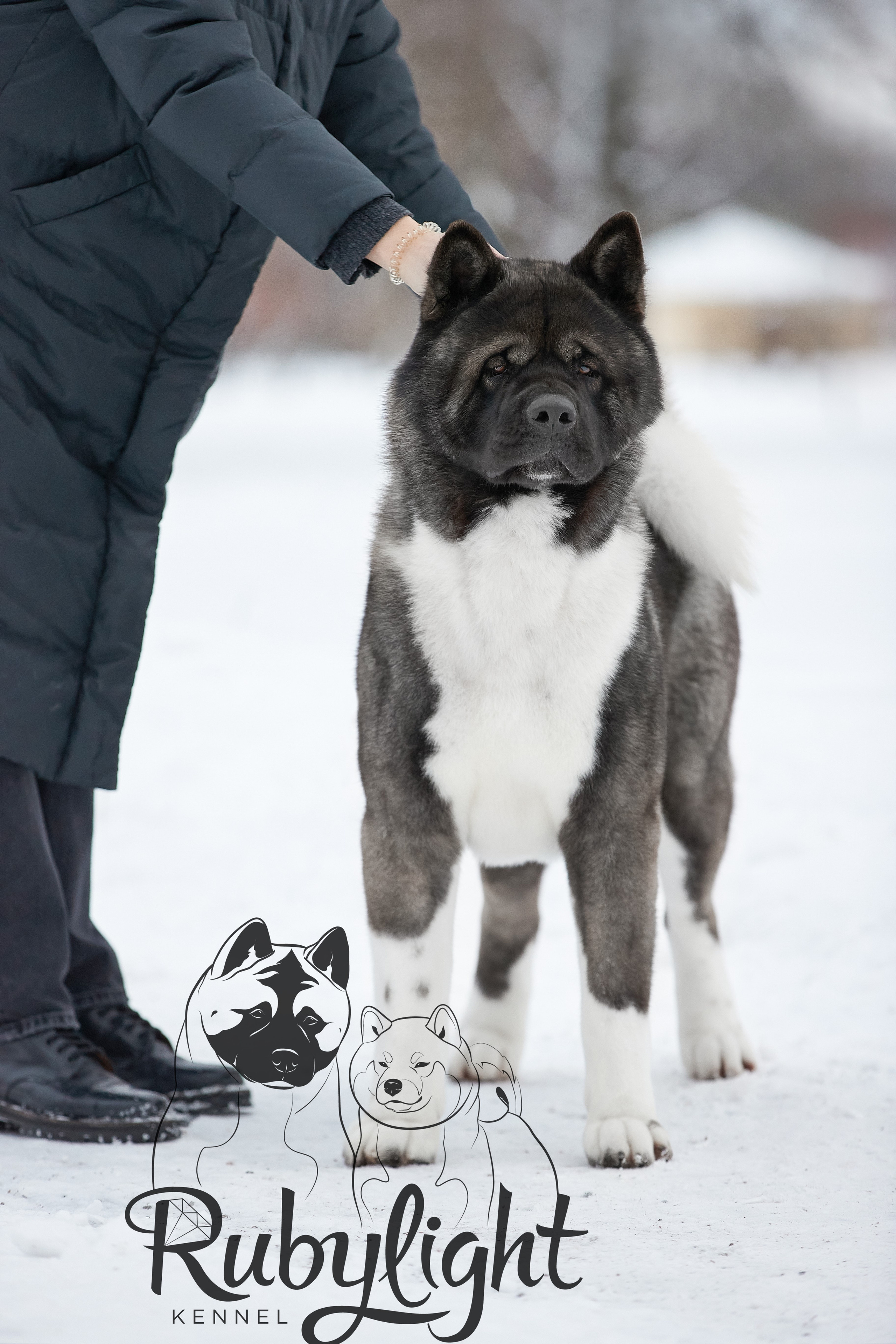 МЭР * Alter Real Mercury американская акита рубилайт rubylight акита вязка щенки