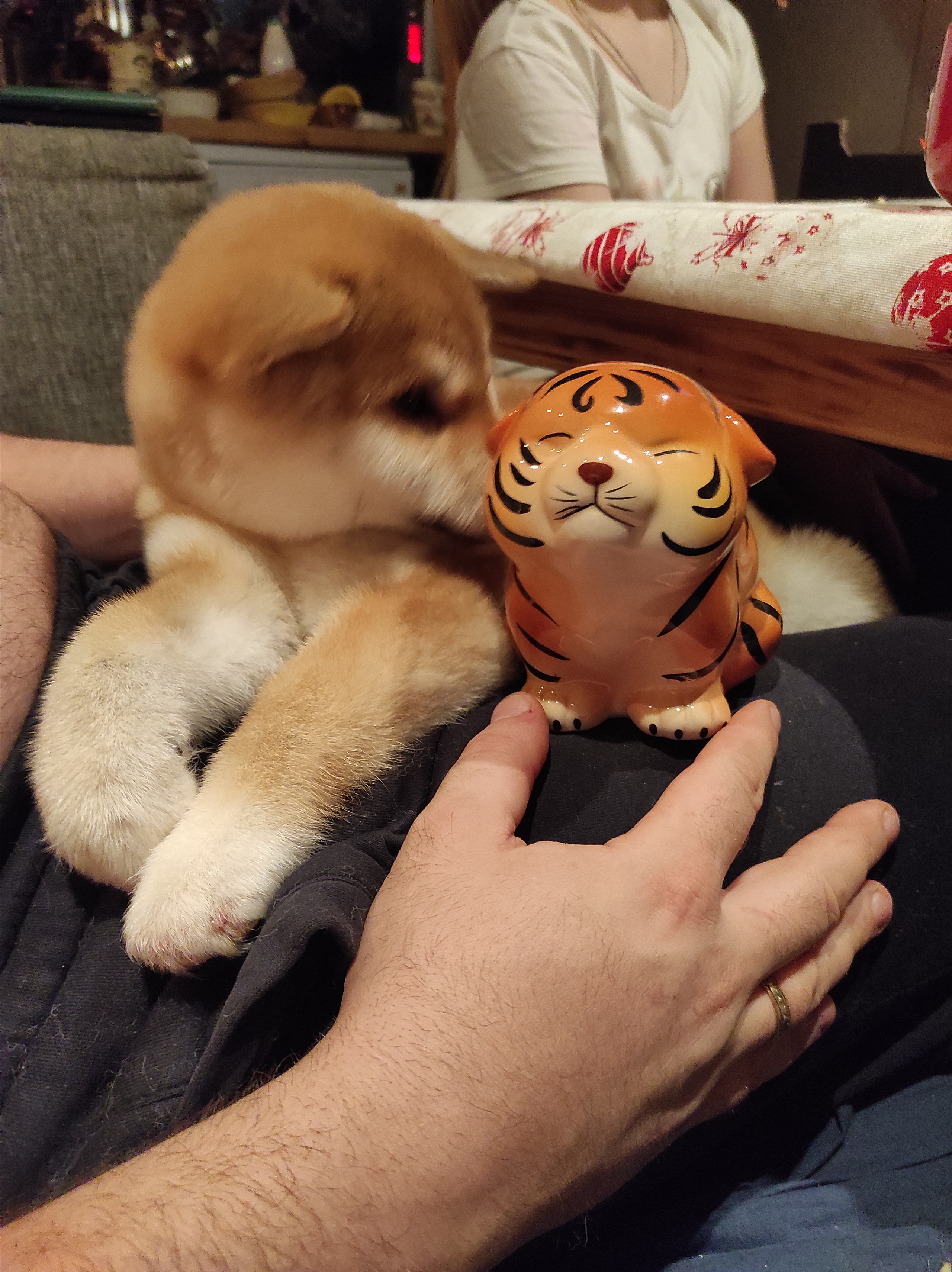 Сиба питомник RUBYLIGHT. Американская акита I Сиба ину I Питомник RUBYLIGHT