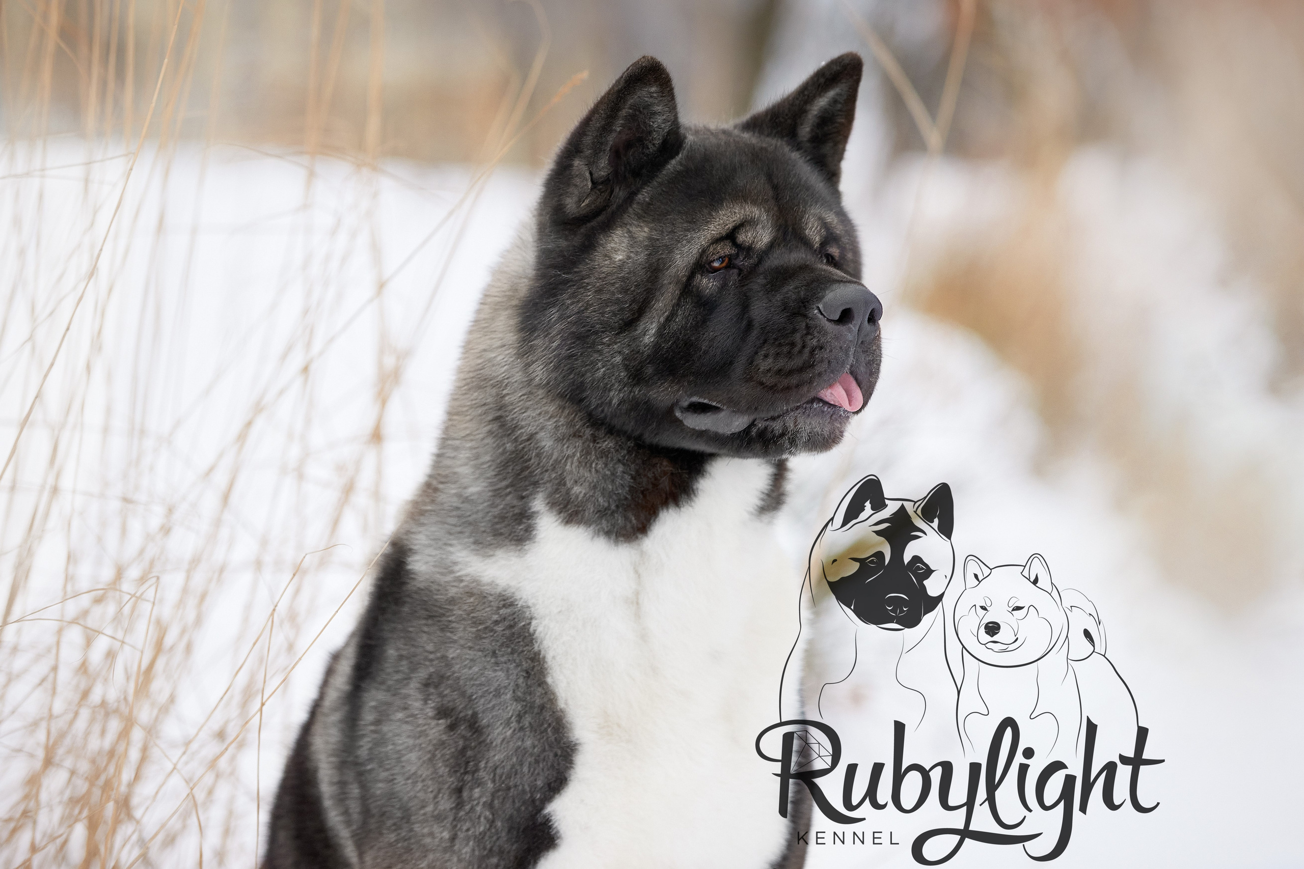 МЭР * Alter Real Mercury американская акита рубилайт rubylight акита вязка щенки