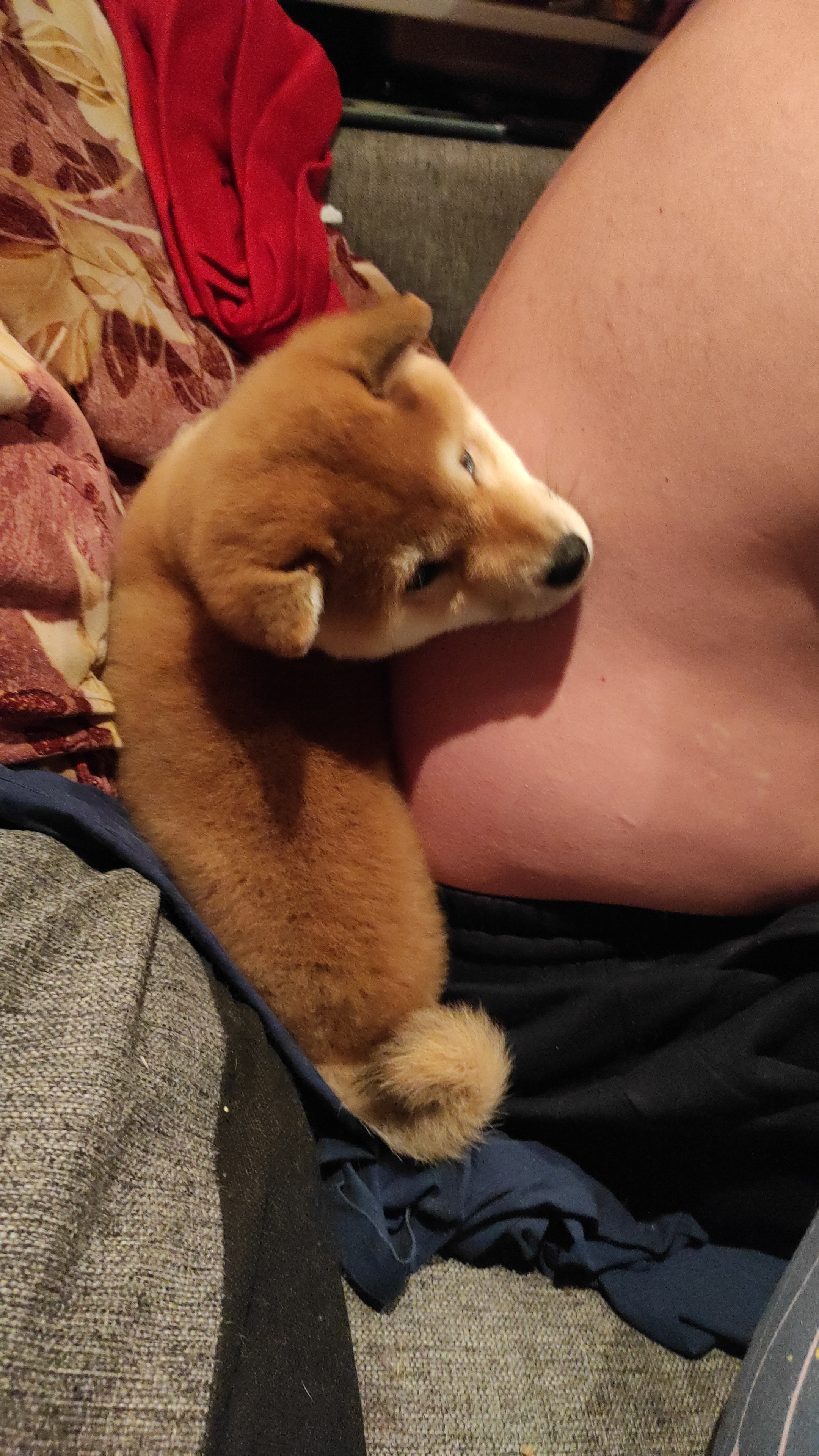 Сиба питомник RUBYLIGHT. Американская акита I Сиба ину I Питомник RUBYLIGHT