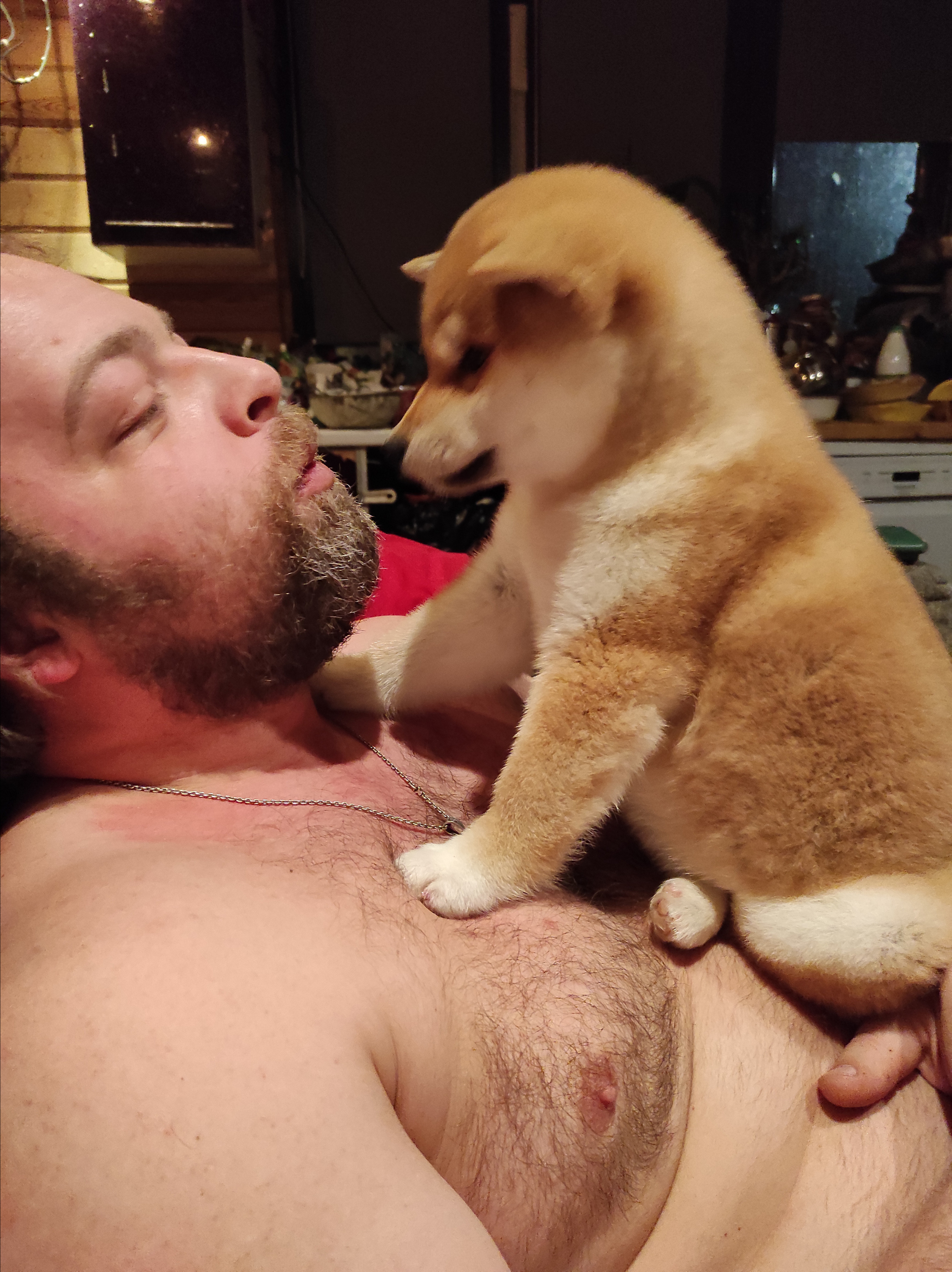 Сиба питомник RUBYLIGHT. Американская акита I Сиба ину I Питомник RUBYLIGHT