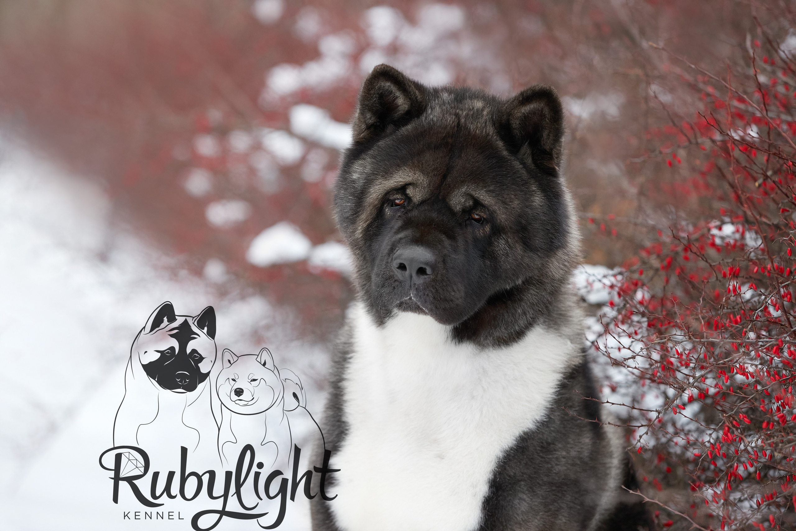 МЭР * Alter Real Mercury американская акита рубилайт rubylight акита вязка щенки