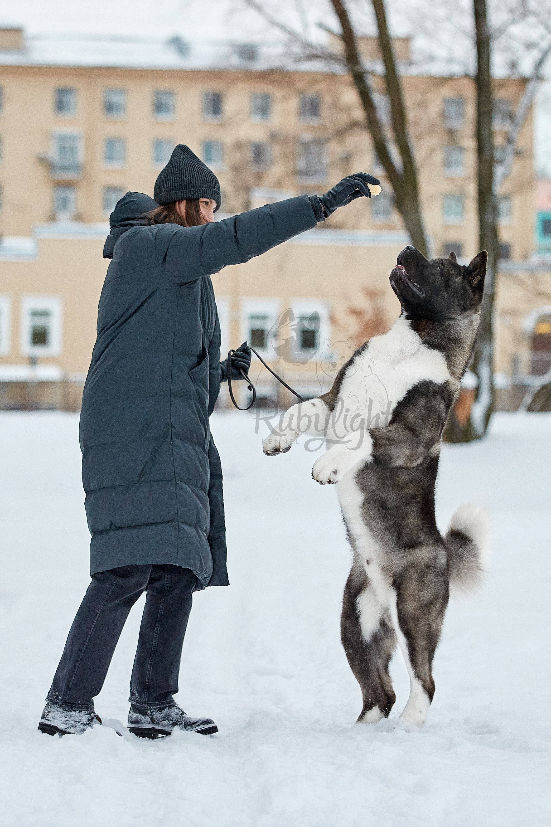 МЭР * Alter Real Mercury американская акита рубилайт rubylight акита вязка щенки