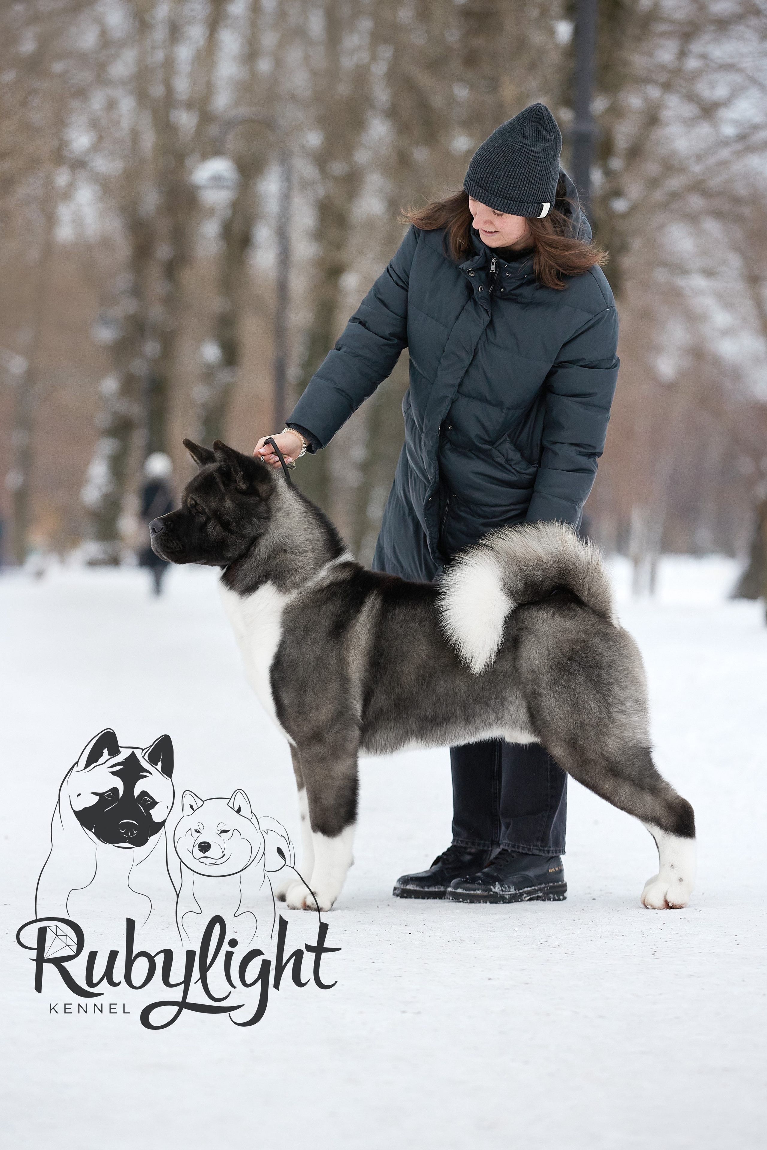 МЭР * Alter Real Mercury американская акита рубилайт rubylight акита вязка щенки