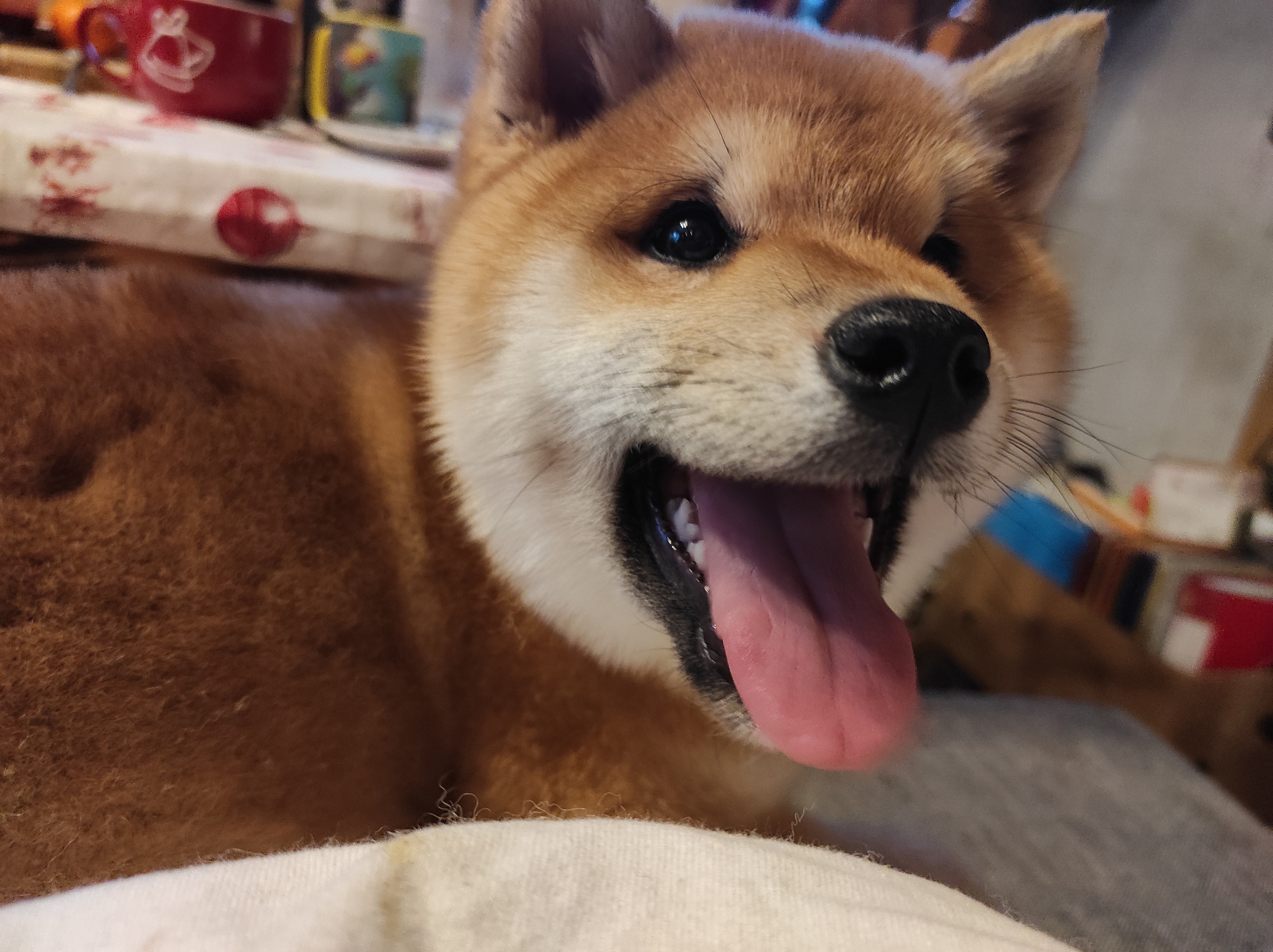 Щенки сиба-ину, шиба, Отец: SHIOMARU EVER DREAM Мать: TRIUMF SIBIRI AKIKO CHIKAKO, Санкт-Петербург, RUBYLIGHT kennel