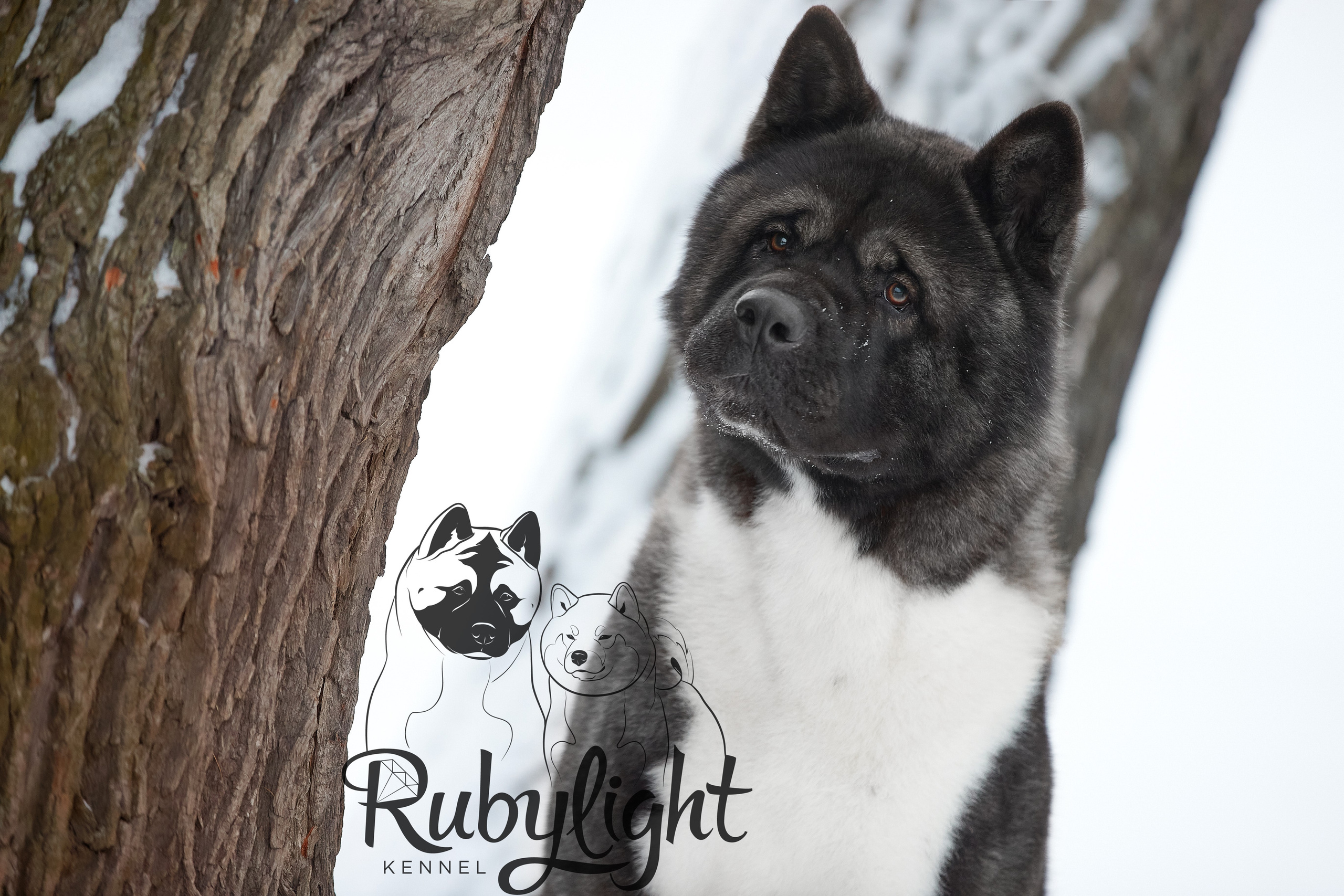 МЭР * Alter Real Mercury американская акита рубилайт rubylight акита вязка щенки