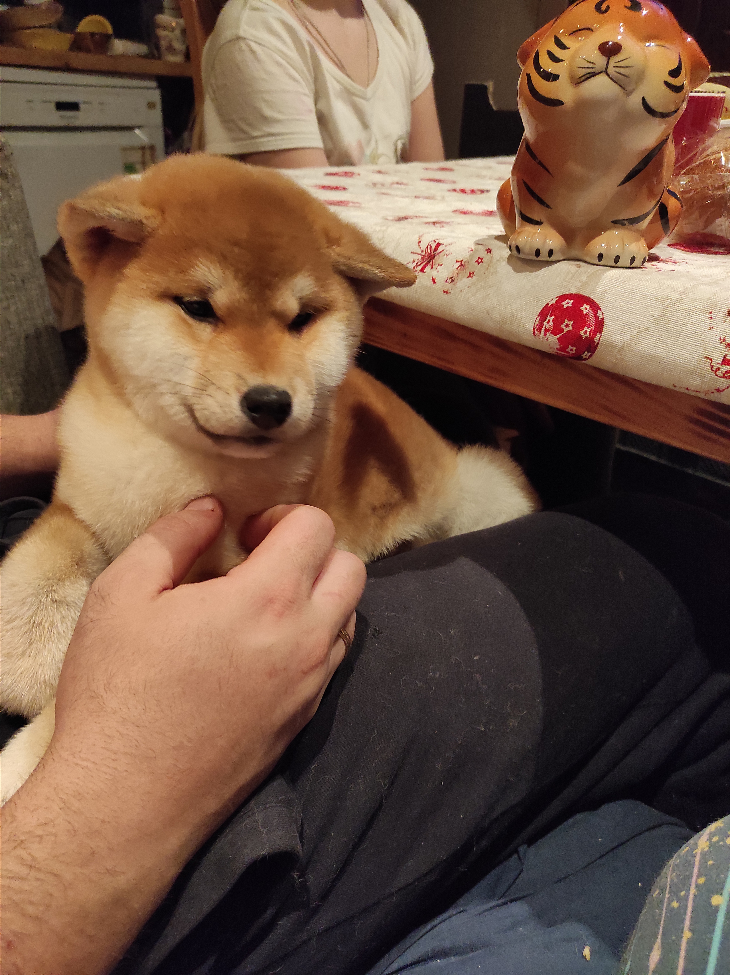 Сиба питомник RUBYLIGHT. Американская акита I Сиба ину I Питомник RUBYLIGHT