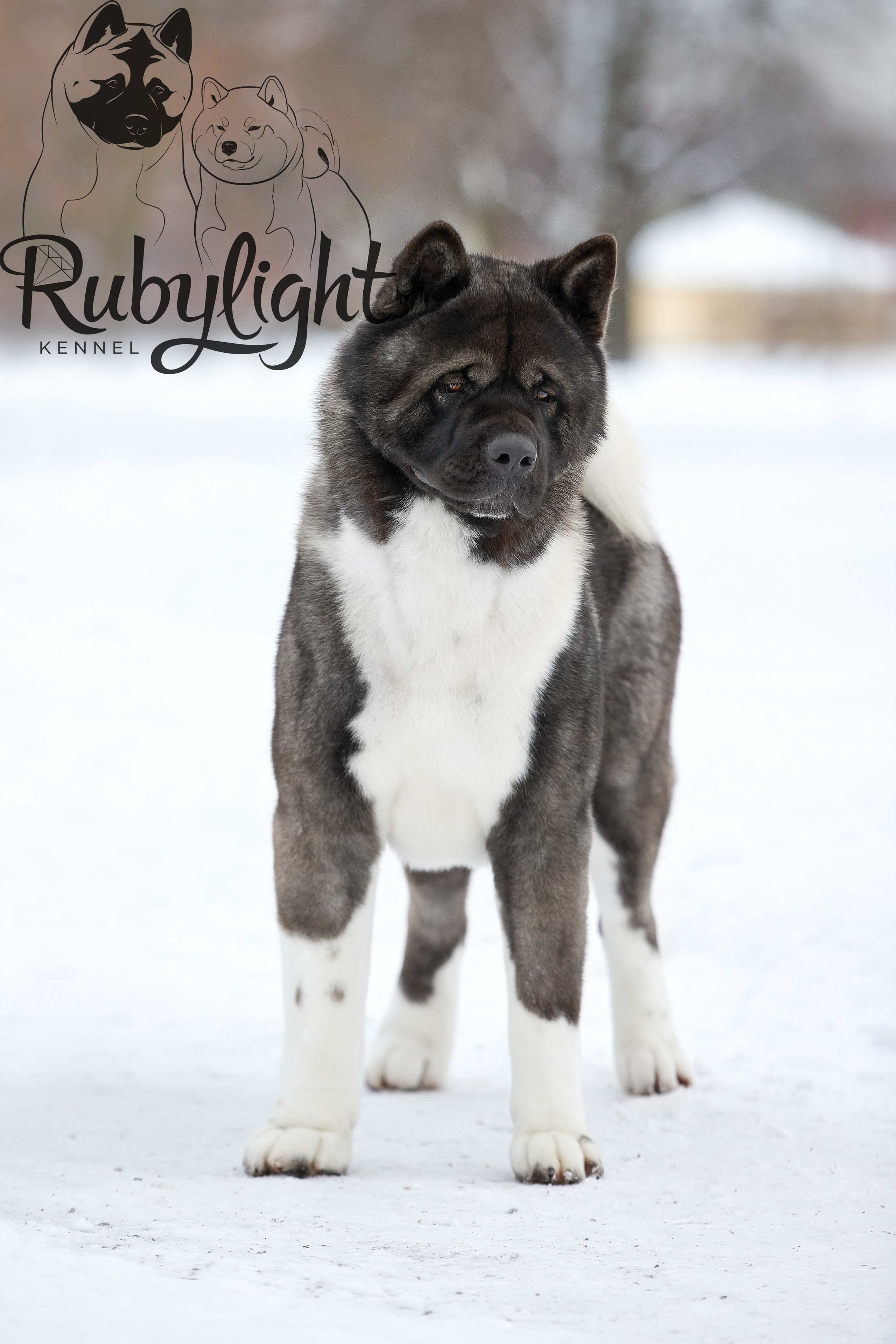 МЭР * Alter Real Mercury американская акита рубилайт rubylight акита вязка щенки