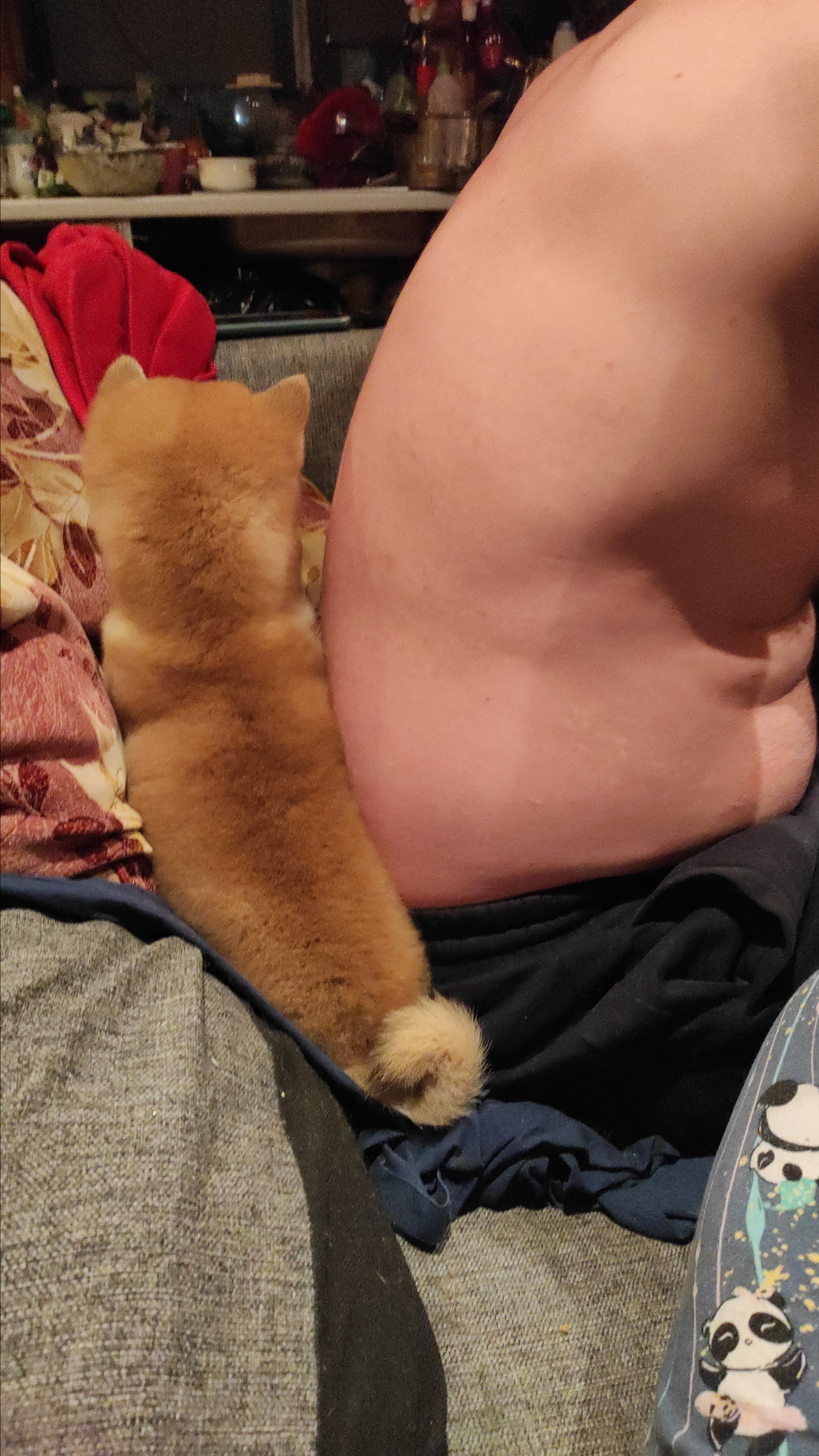 Сиба питомник RUBYLIGHT. Американская акита I Сиба ину I Питомник RUBYLIGHT