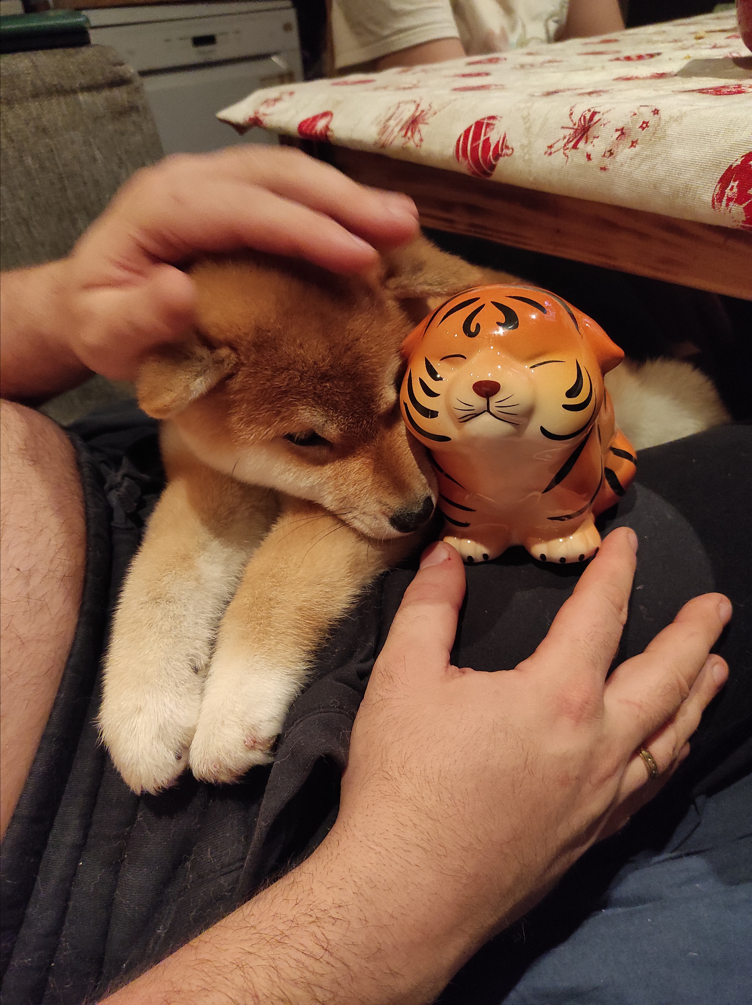 Сиба питомник RUBYLIGHT. Американская акита I Сиба ину I Питомник RUBYLIGHT