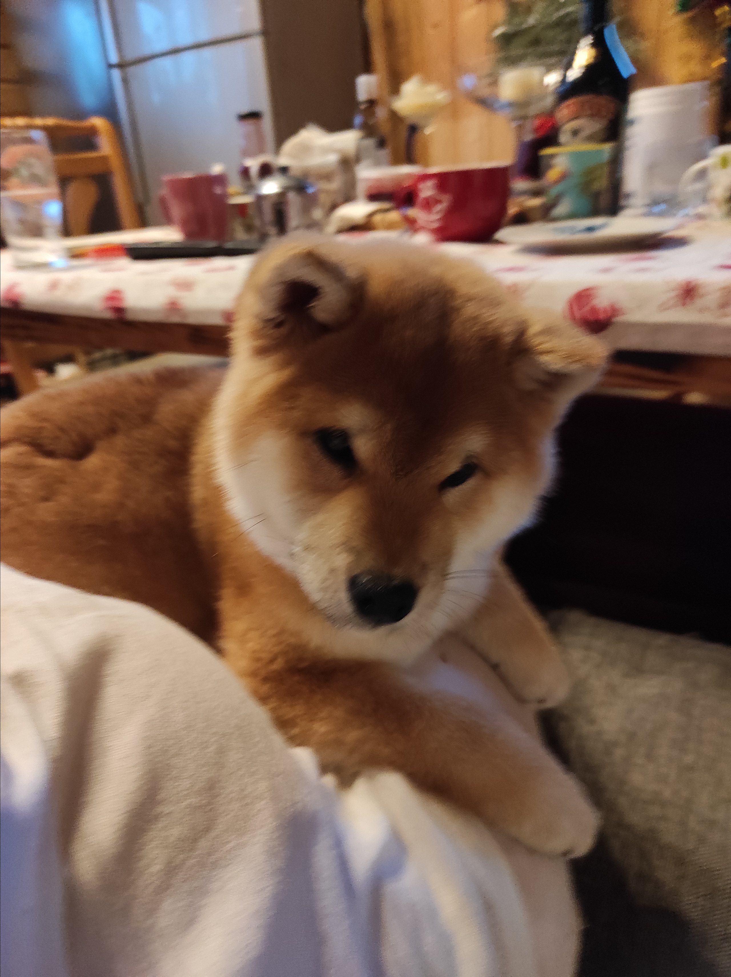 Щенки сиба-ину, шиба, Отец: SHIOMARU EVER DREAM Мать: TRIUMF SIBIRI AKIKO CHIKAKO, Санкт-Петербург, RUBYLIGHT kennel