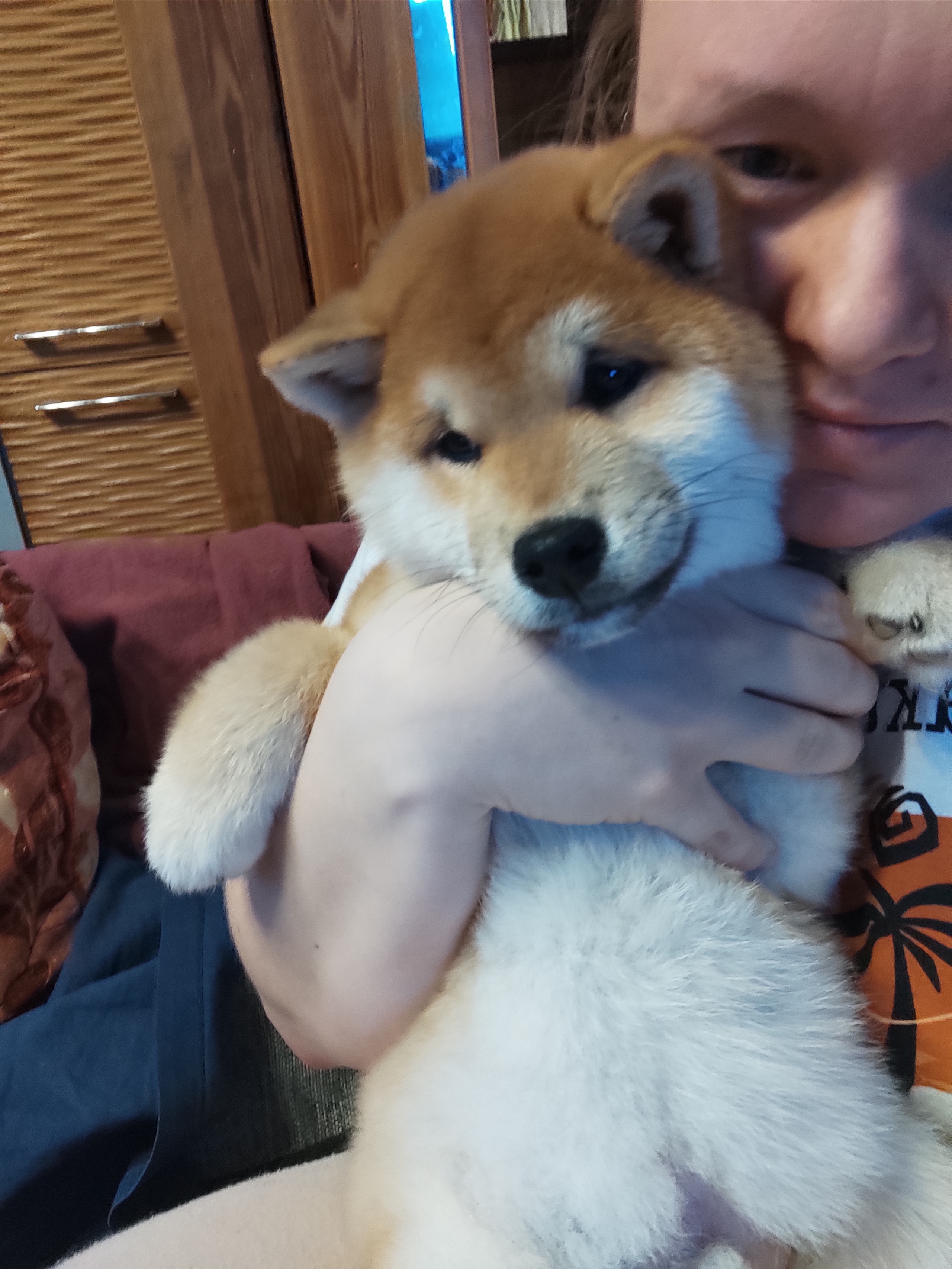 Щенки сиба-ину, шиба, Отец: SHIOMARU EVER DREAM Мать: TRIUMF SIBIRI AKIKO CHIKAKO, Санкт-Петербург, RUBYLIGHT kennel