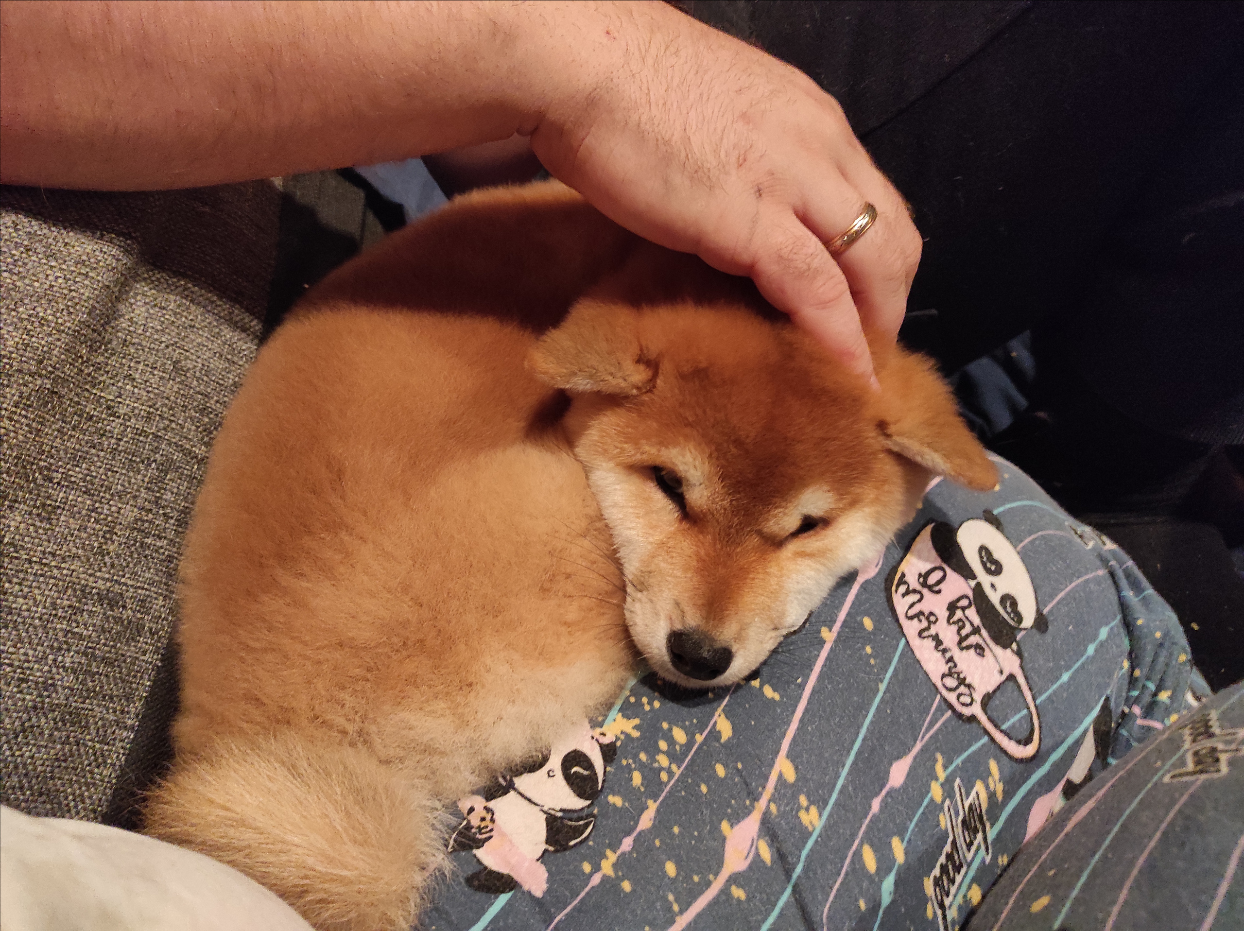 Сиба питомник RUBYLIGHT. Американская акита I Сиба ину I Питомник RUBYLIGHT