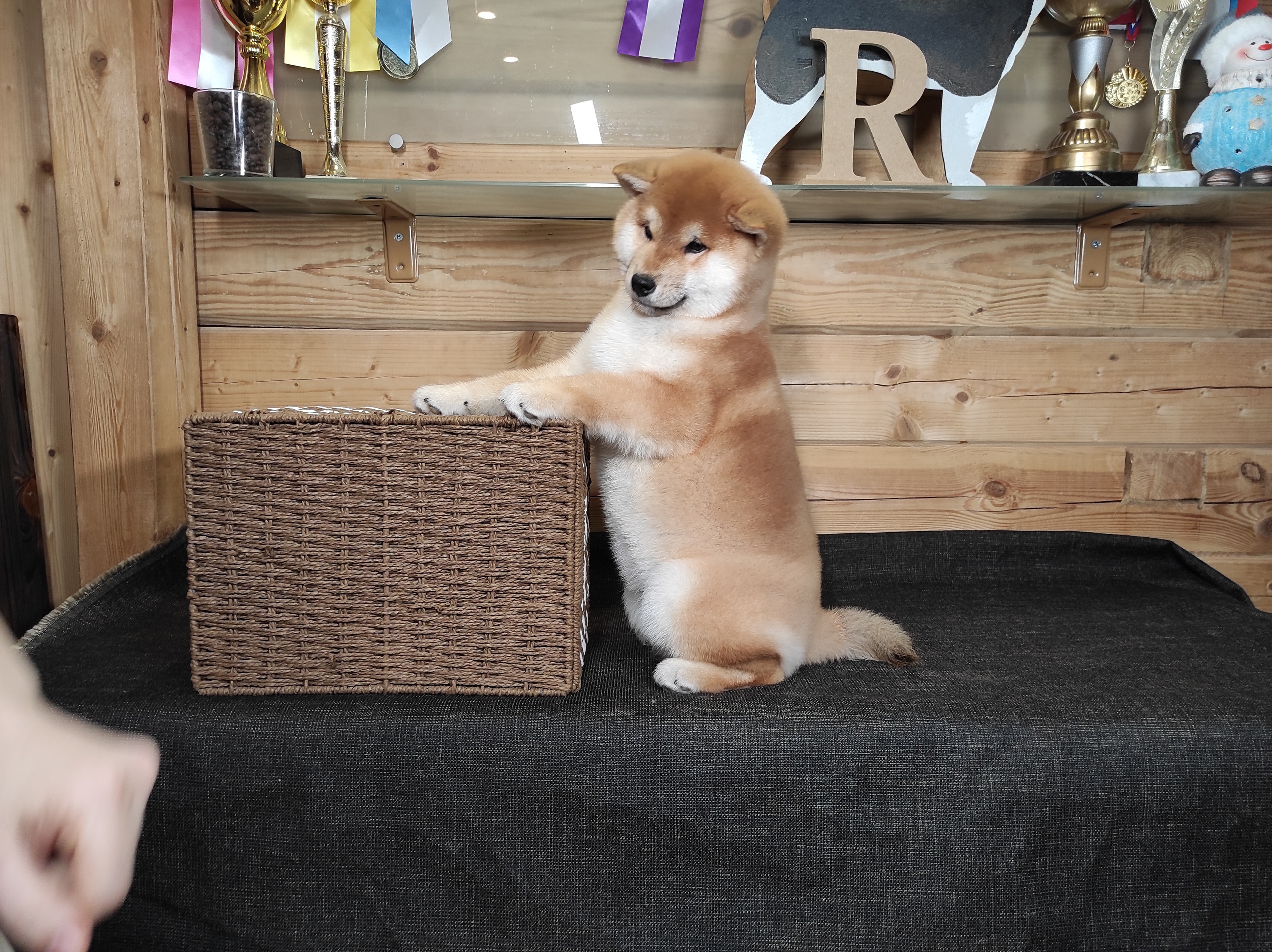 Щенки сиба-ину, шиба, Отец: SHIOMARU EVER DREAM Мать: TRIUMF SIBIRI AKIKO CHIKAKO, Санкт-Петербург, RUBYLIGHT kennel