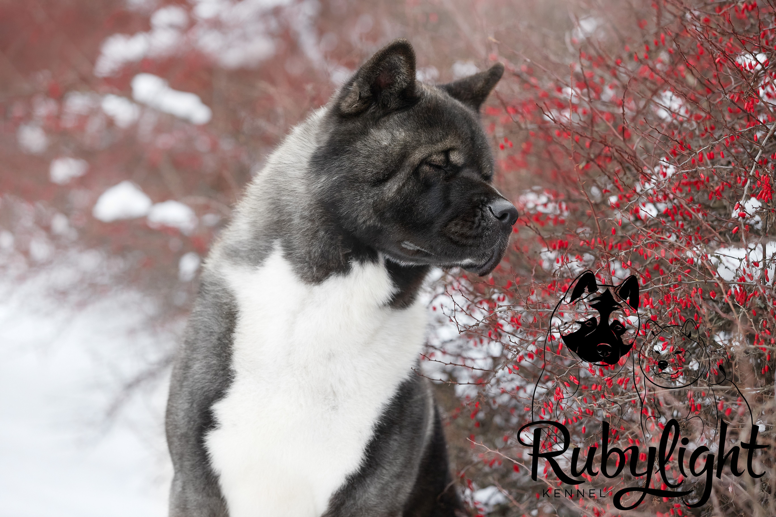 МЭР * Alter Real Mercury американская акита рубилайт rubylight акита вязка щенки