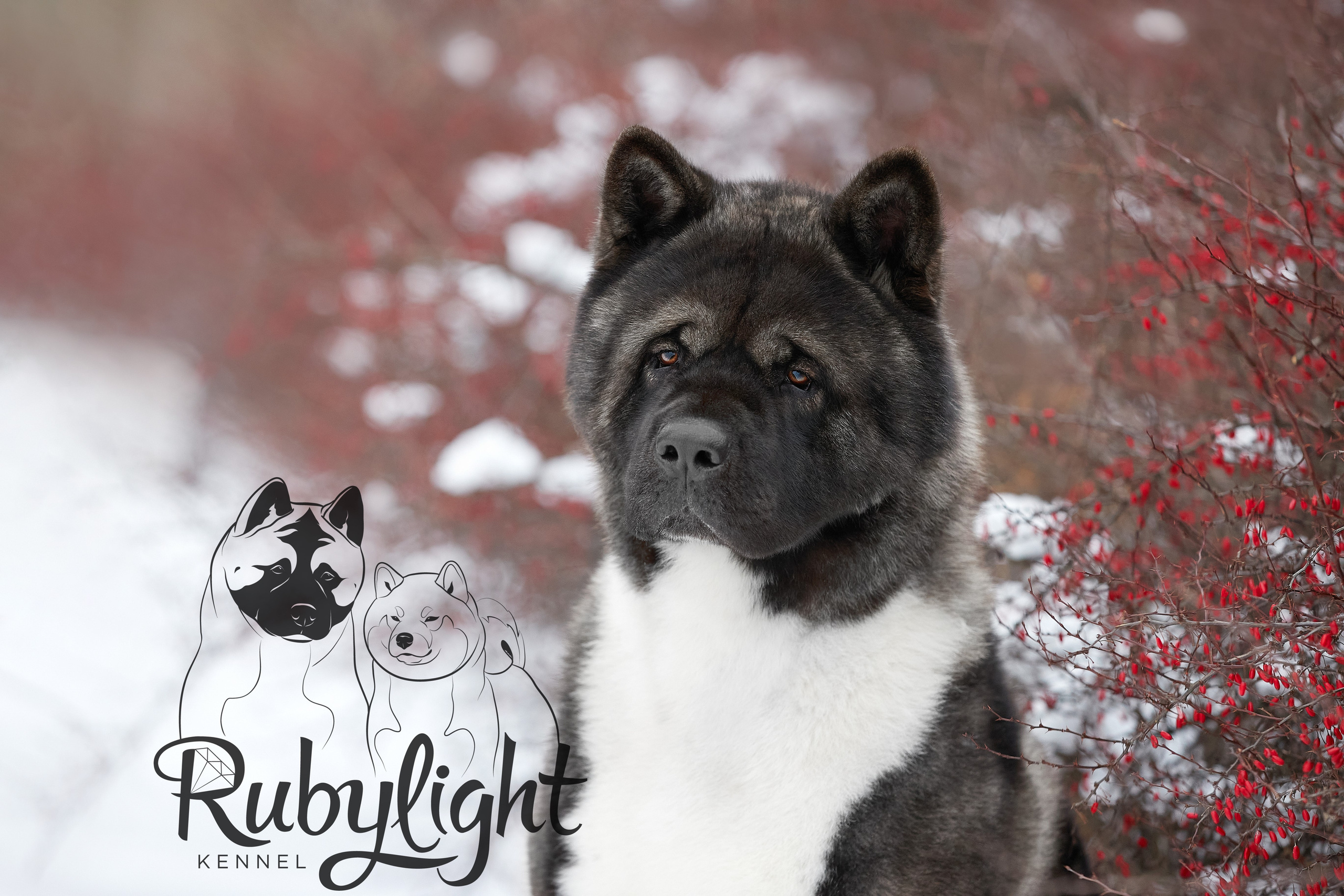 МЭР * Alter Real Mercury американская акита рубилайт rubylight акита вязка щенки