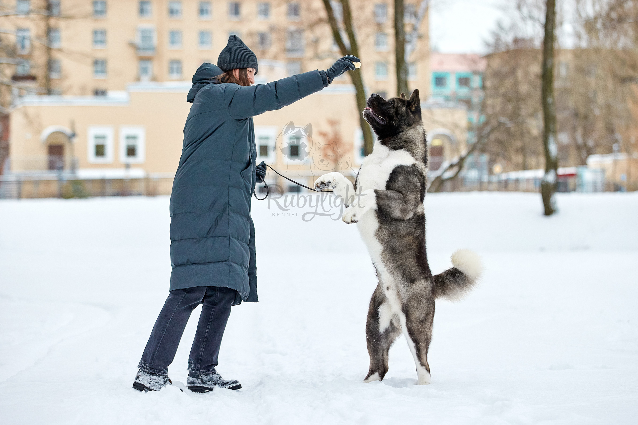 МЭР * Alter Real Mercury американская акита рубилайт rubylight акита вязка щенки