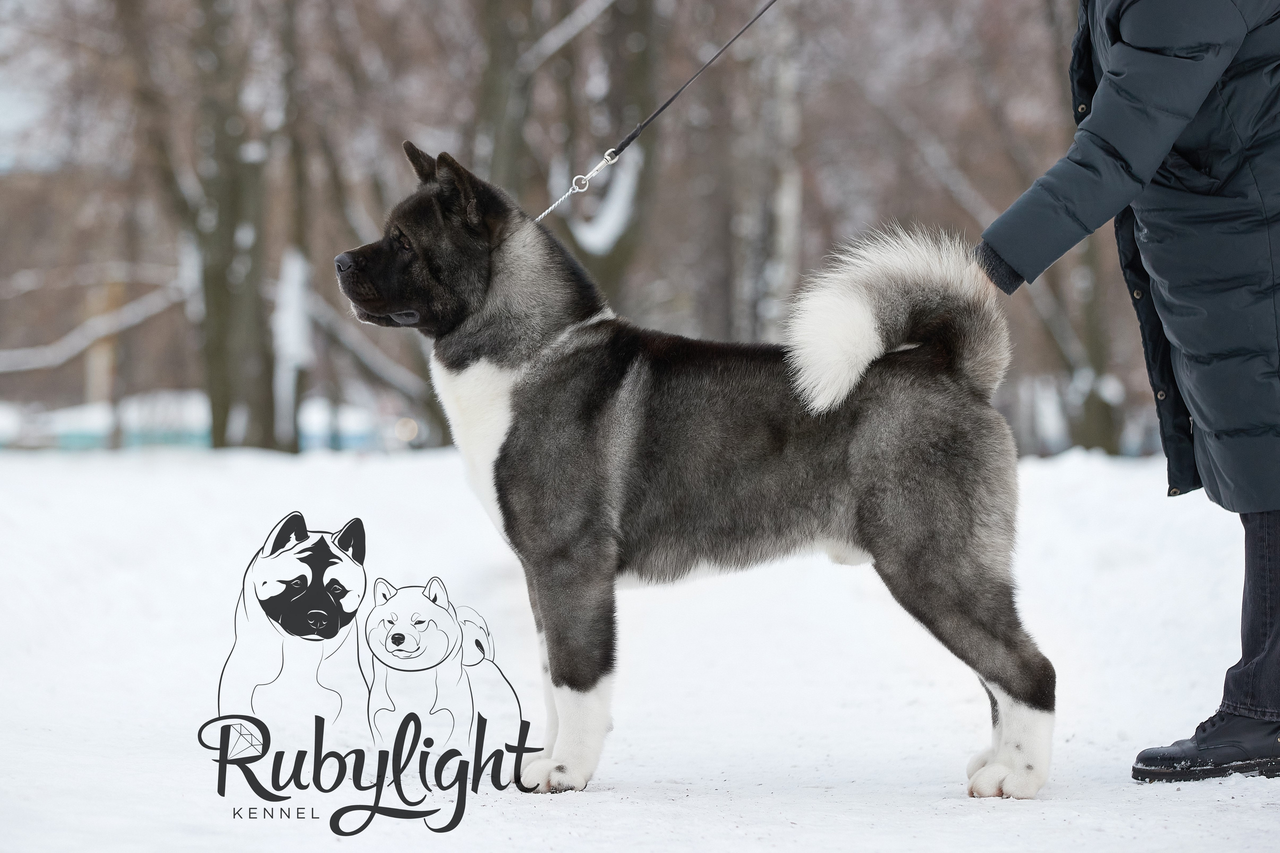 МЭР * Alter Real Mercury американская акита рубилайт rubylight акита вязка щенки