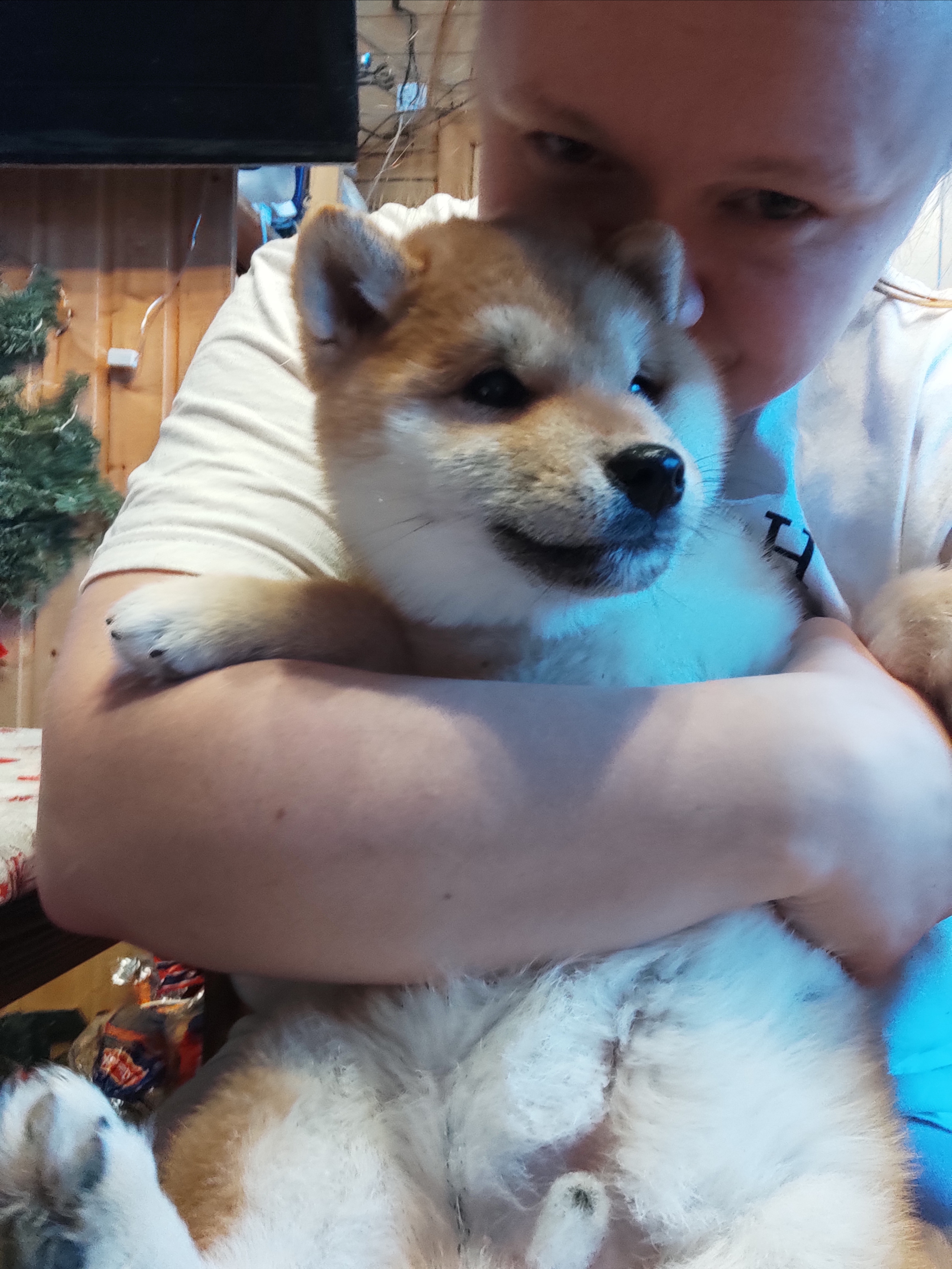 Щенки сиба-ину, шиба, Отец: SHIOMARU EVER DREAM Мать: TRIUMF SIBIRI AKIKO CHIKAKO, Санкт-Петербург, RUBYLIGHT kennel