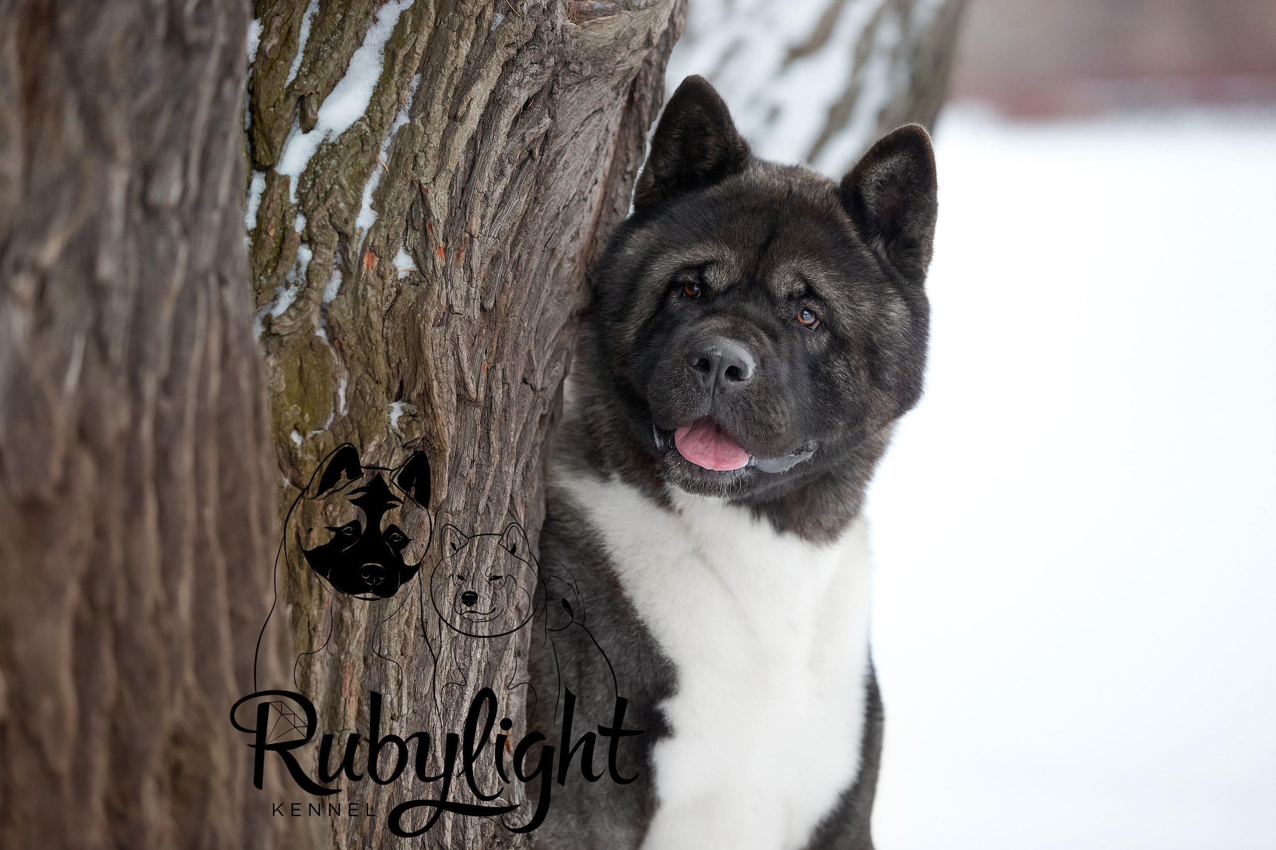 МЭР * Alter Real Mercury американская акита рубилайт rubylight акита вязка щенки