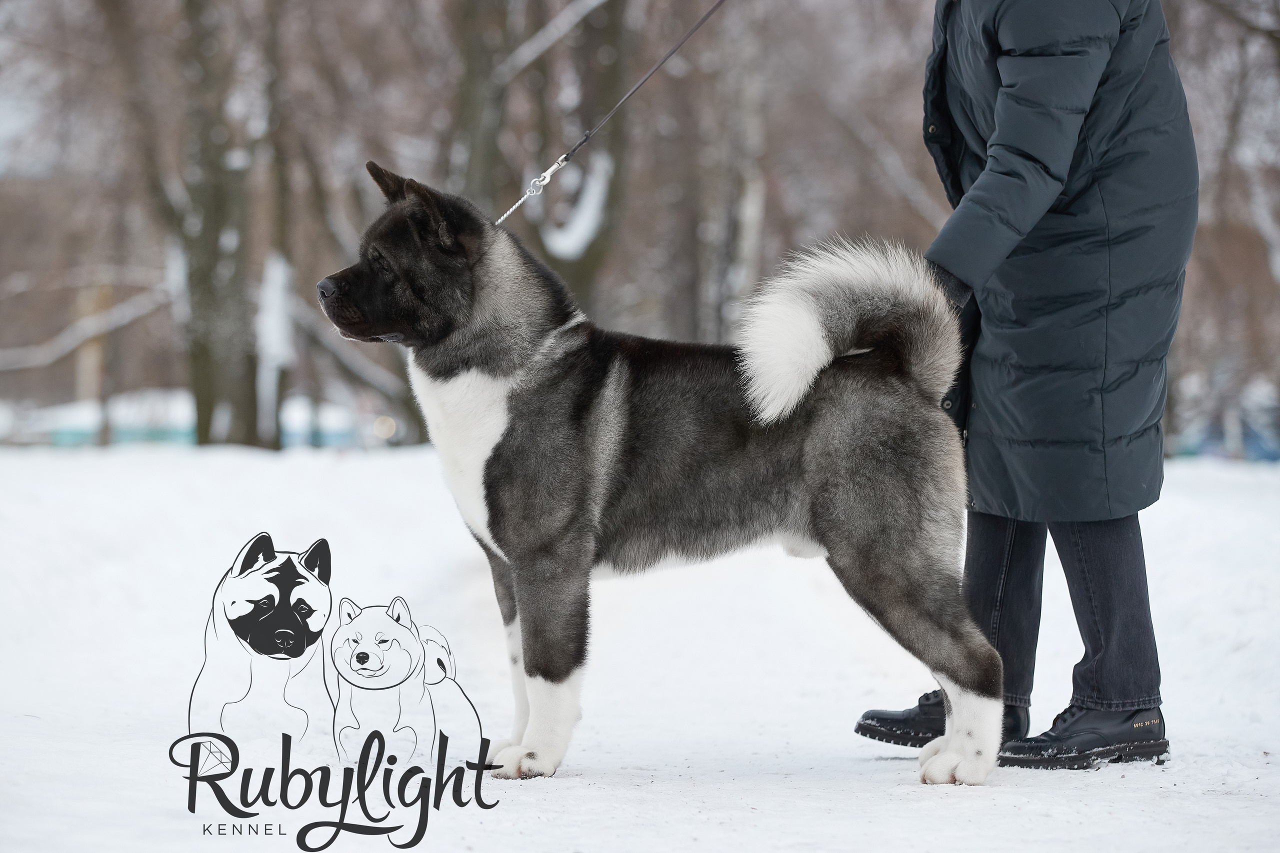 МЭР * Alter Real Mercury американская акита рубилайт rubylight акита вязка щенки