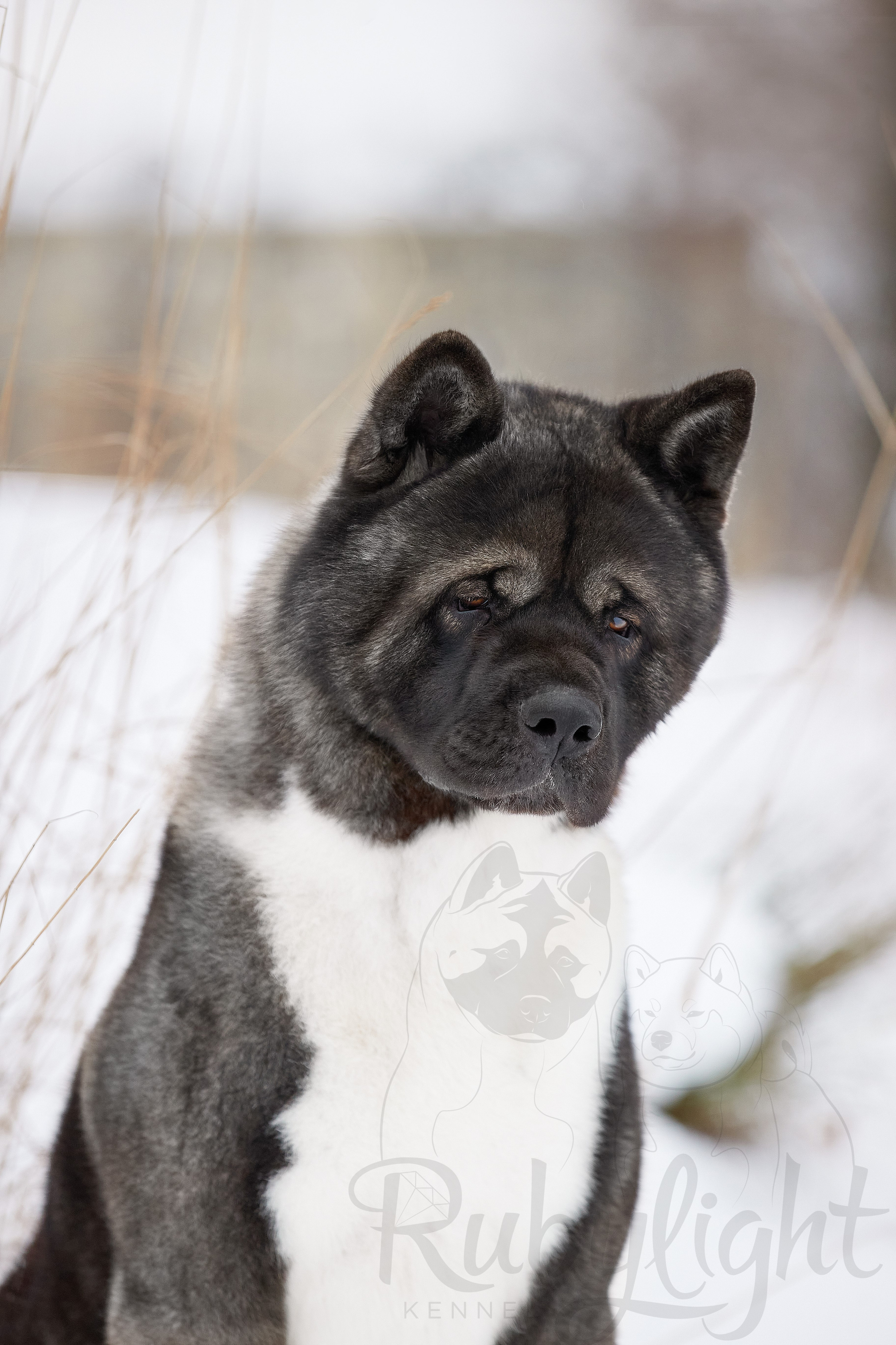 МЭР * Alter Real Mercury американская акита рубилайт rubylight акита вязка щенки