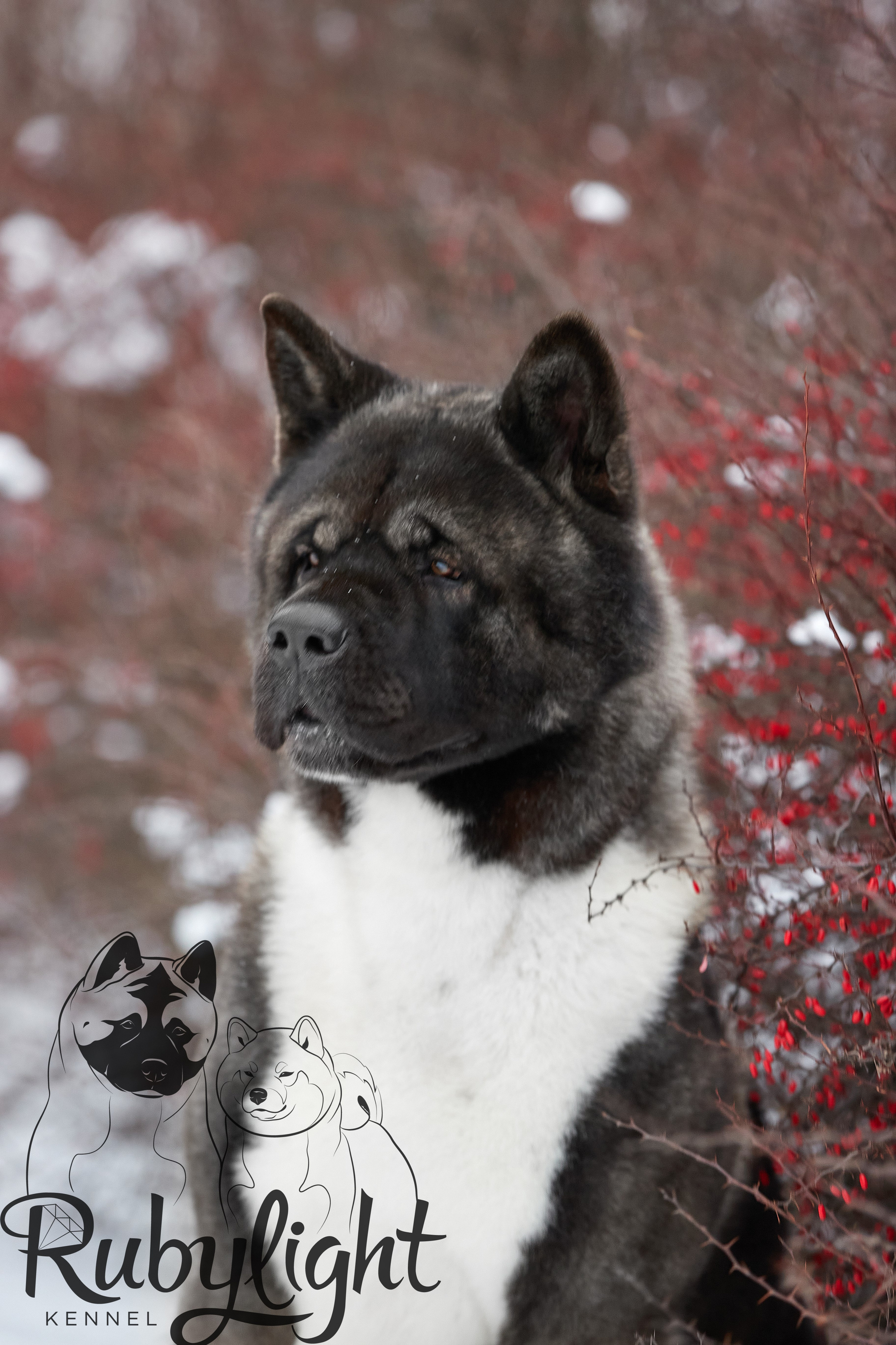 МЭР * Alter Real Mercury американская акита рубилайт rubylight акита вязка щенки