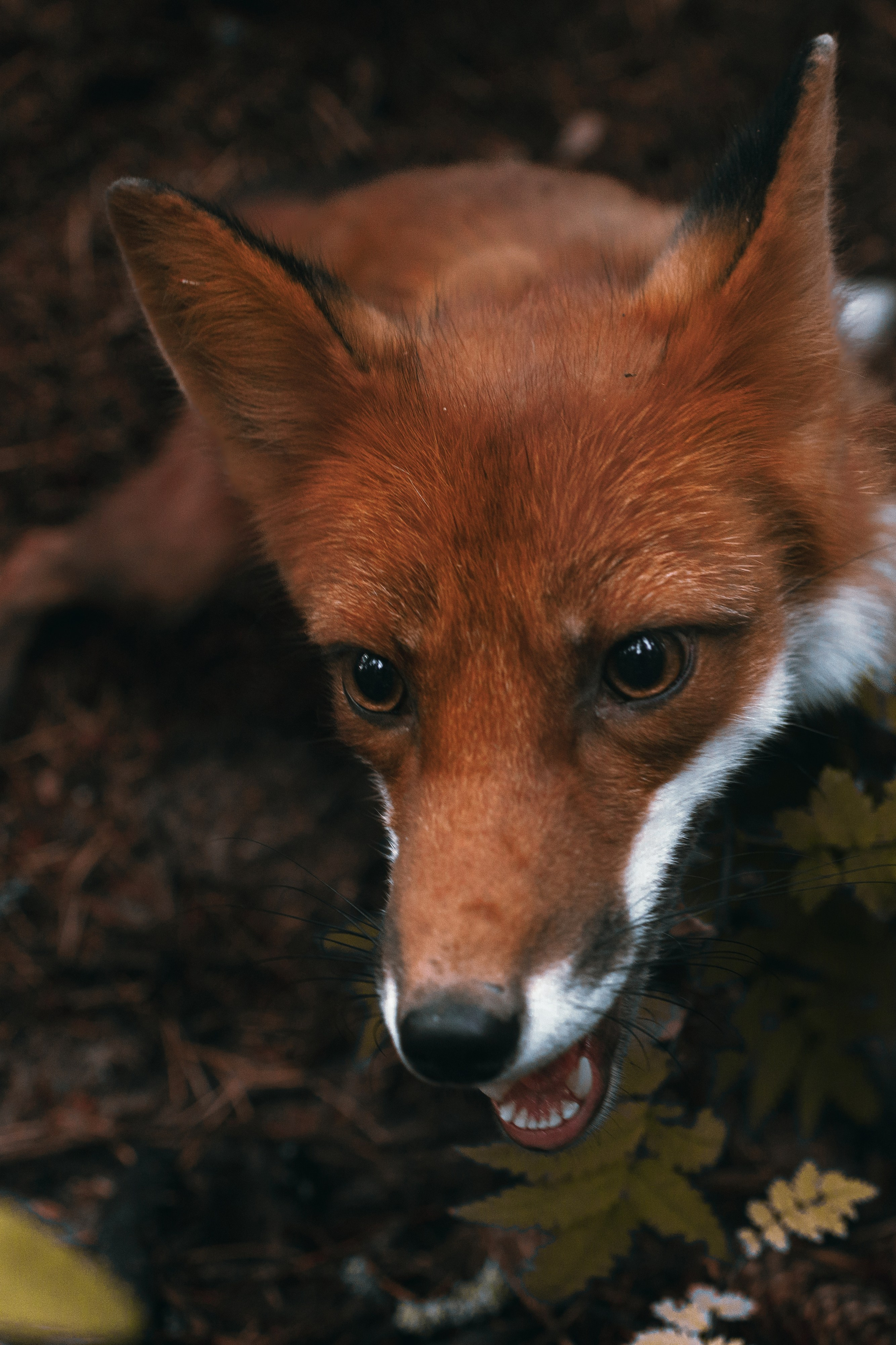 Огненная Лисица