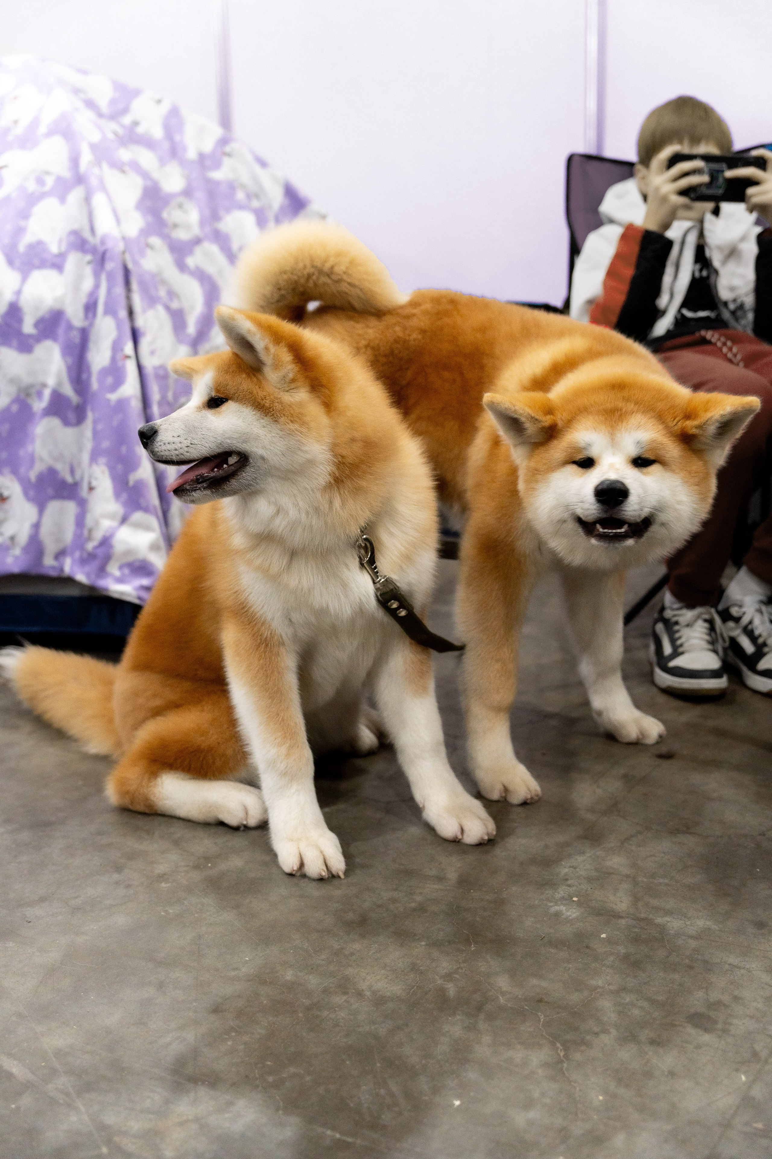 Животные. Фото, видео, монтаж