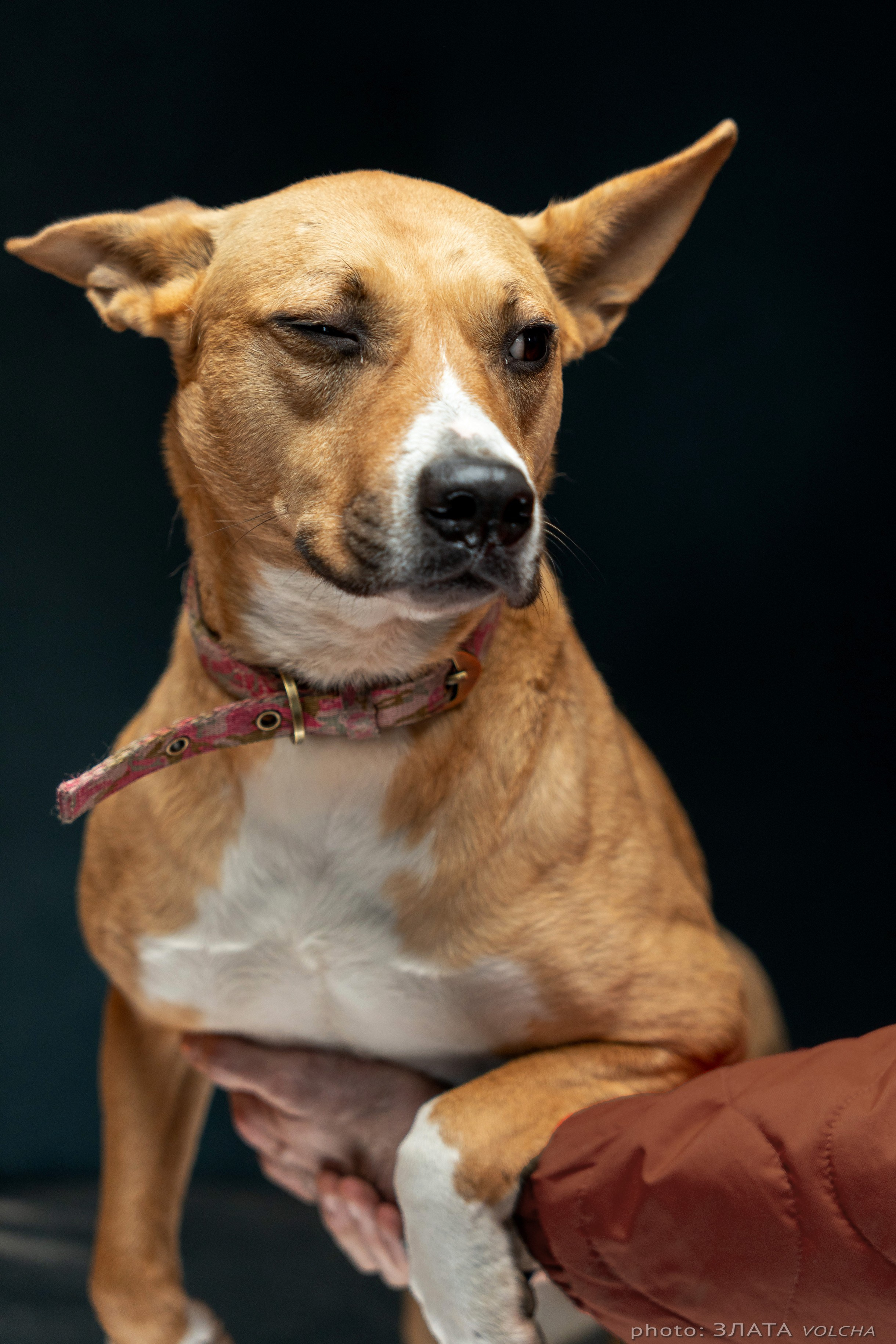 Собаки в студии. Фото, видео, монтаж