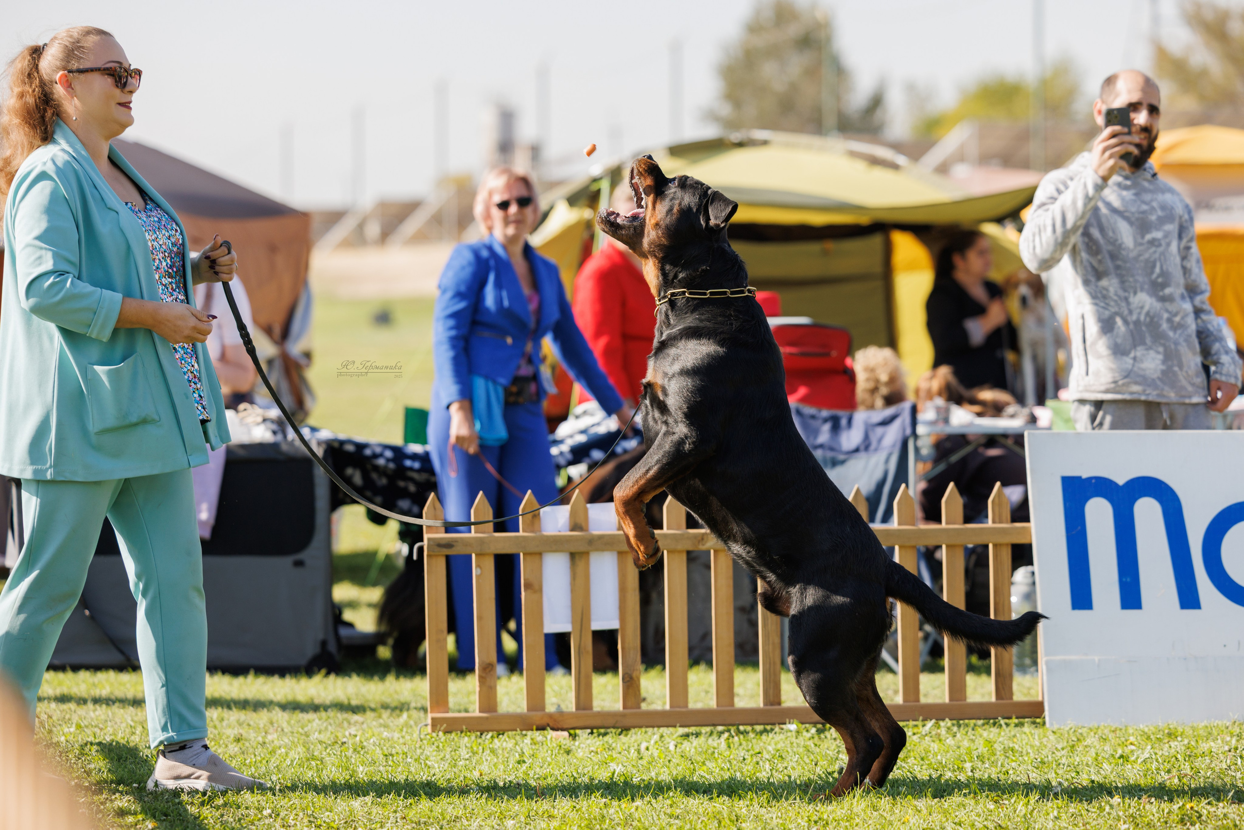 Ереван 14-16.10.2025. Фотограф-анималист Юлия Германика