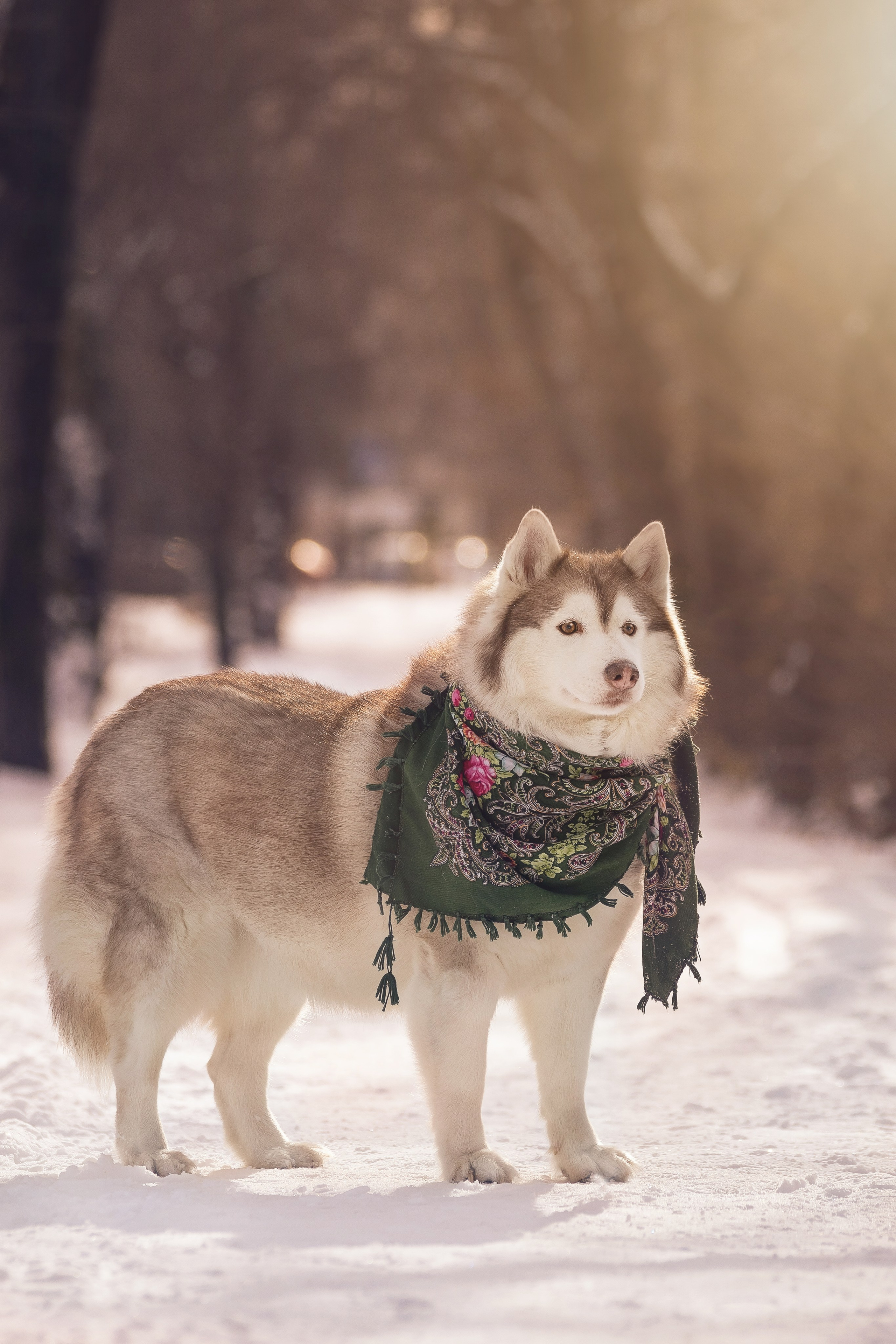 Собаки на улице. Slavilada-Лапки. Свет. Любовь… Профессиональная фотосессия питомцев Для памяти, пристройства и продажи. Хабаровск
