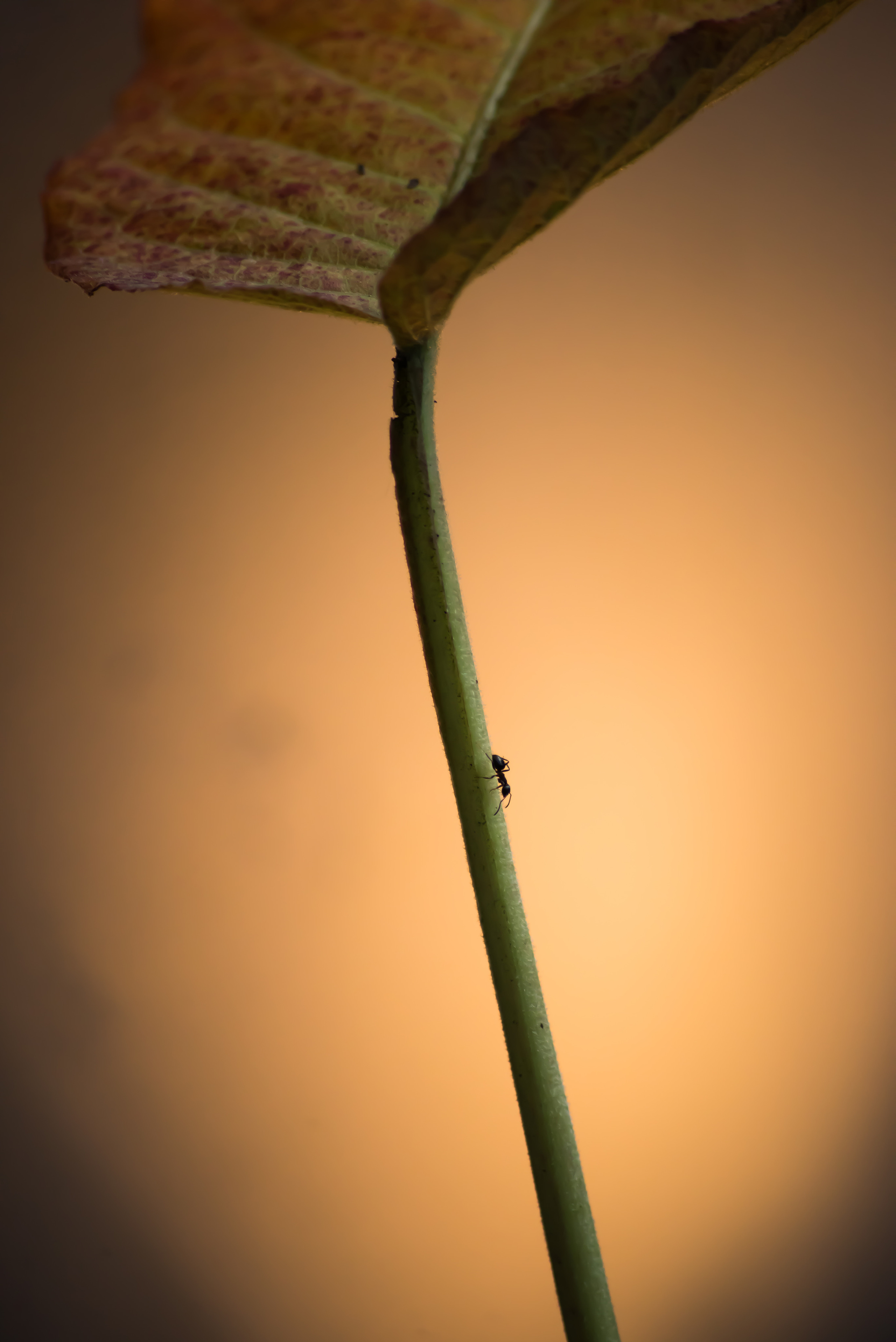 Смотрю на мир, показываю вам. Вадим Тес (Vadim Tes) Фотограф г. Москва