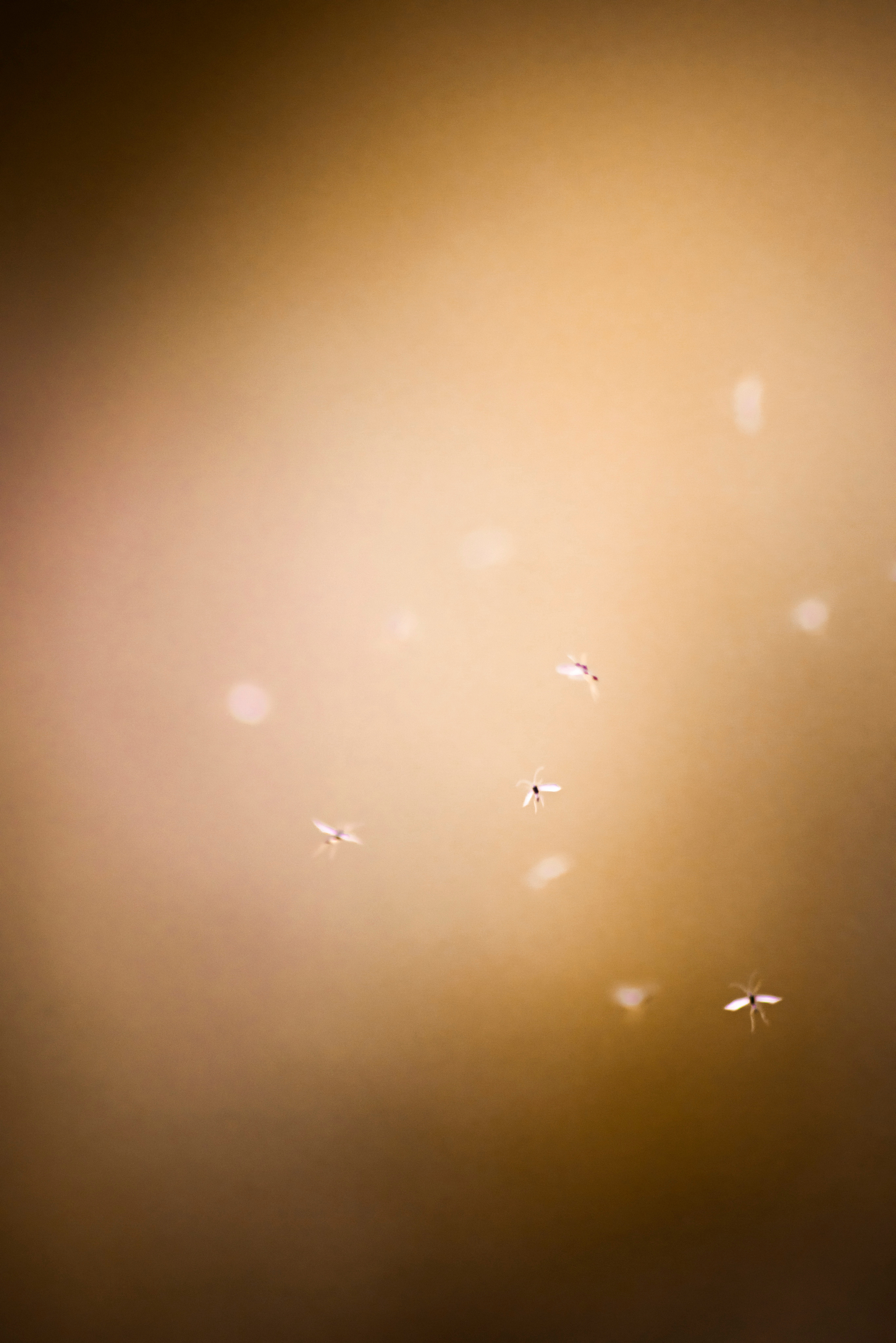 Смотрю на мир, показываю вам. Вадим Тес (Vadim Tes) Фотограф г. Москва