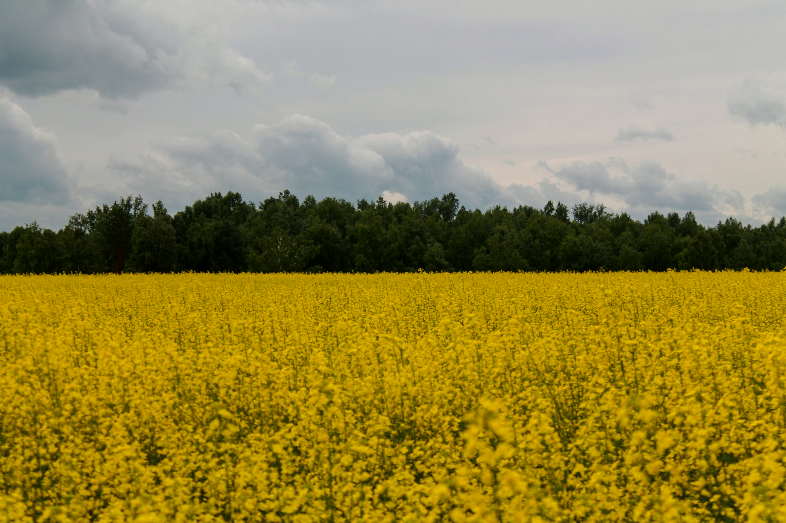 18.07.2022 | Красноярский край. Kuznetsov | Фотограф в Красноярске