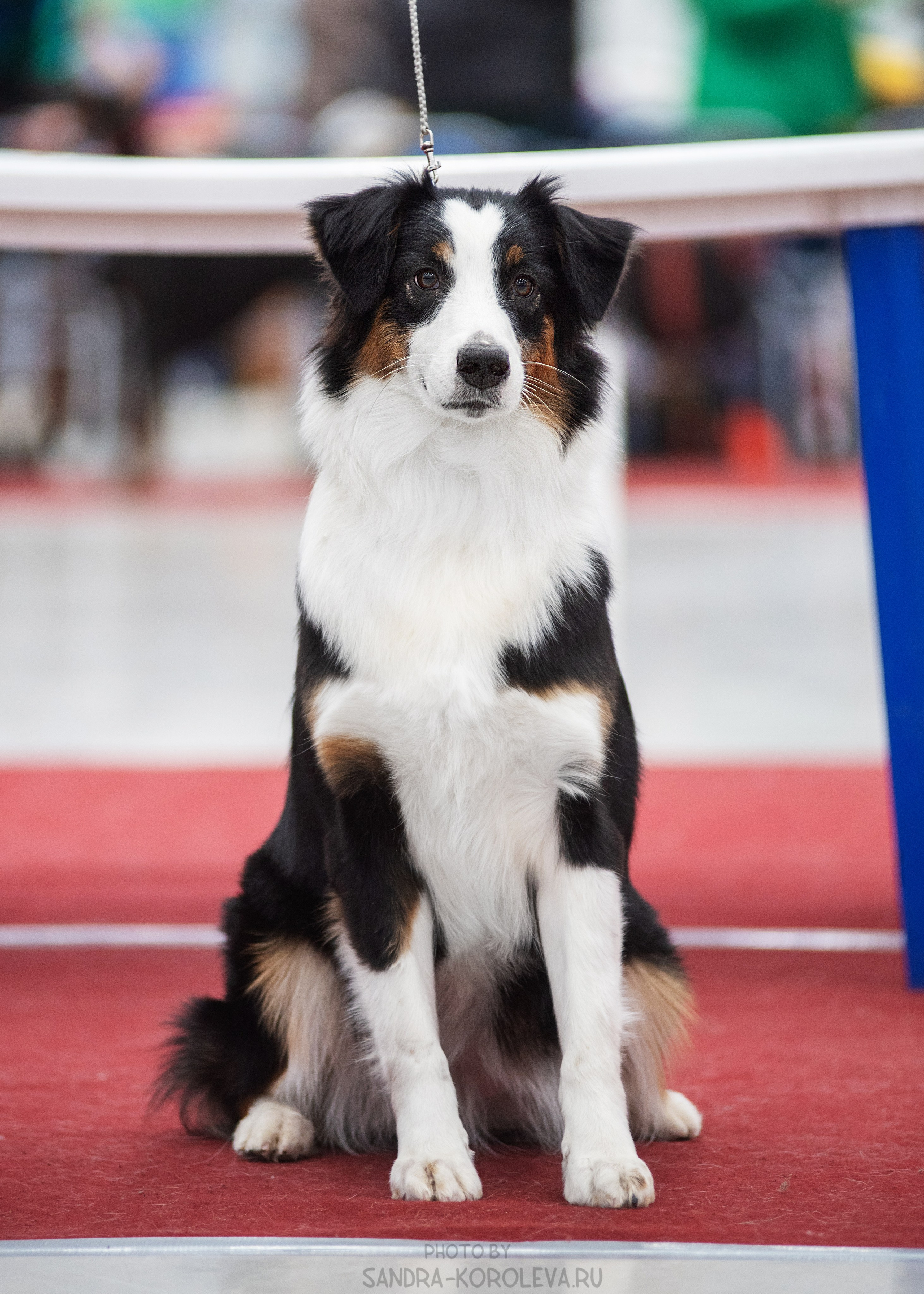 Выставка собак тюмень 14.01.2023. Дог-фотограф в Тюмени Александра Королева