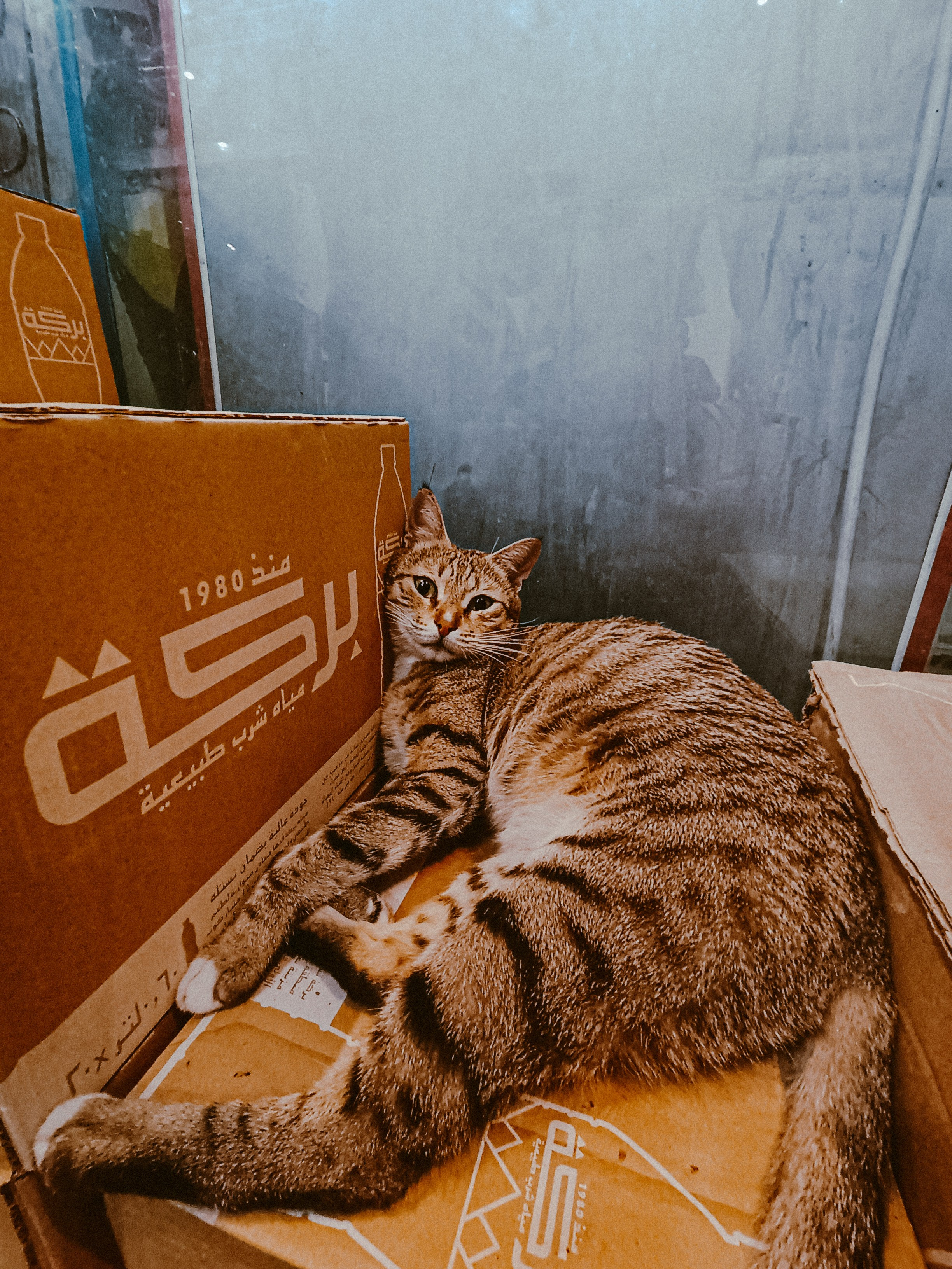 Мобильная. Jorgis — фотограф в Хургаде / обучение фотографии