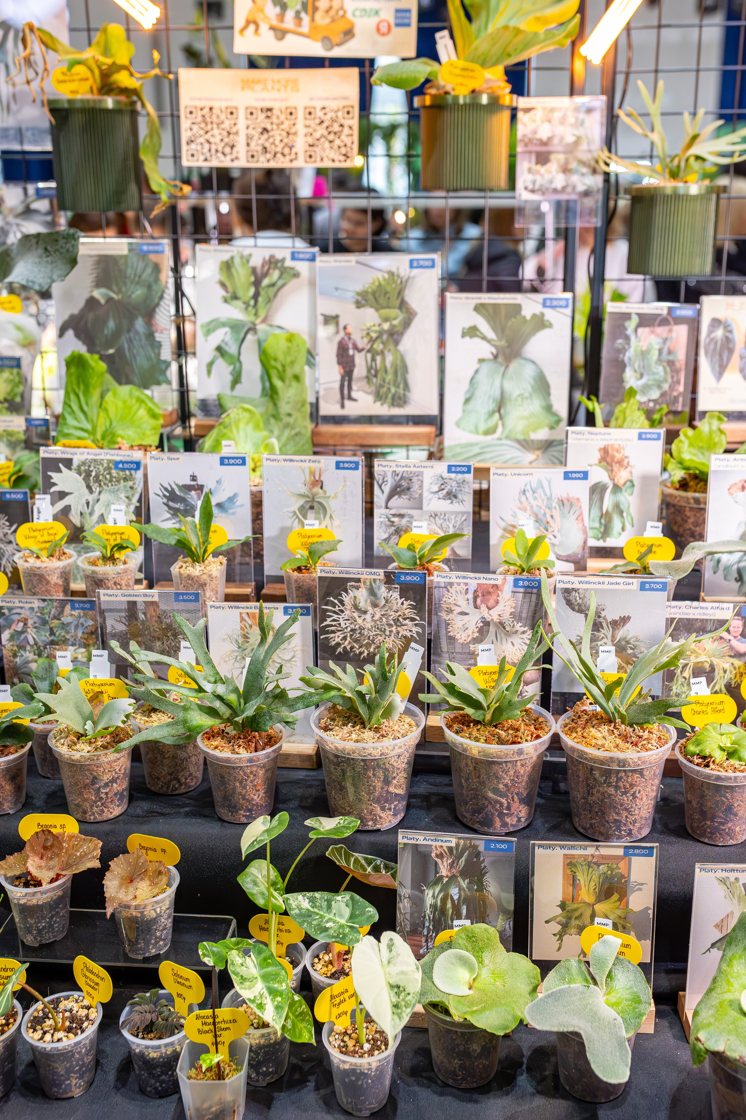 Монстериум апрель 2026. Александра Куликова фотограф, Москва