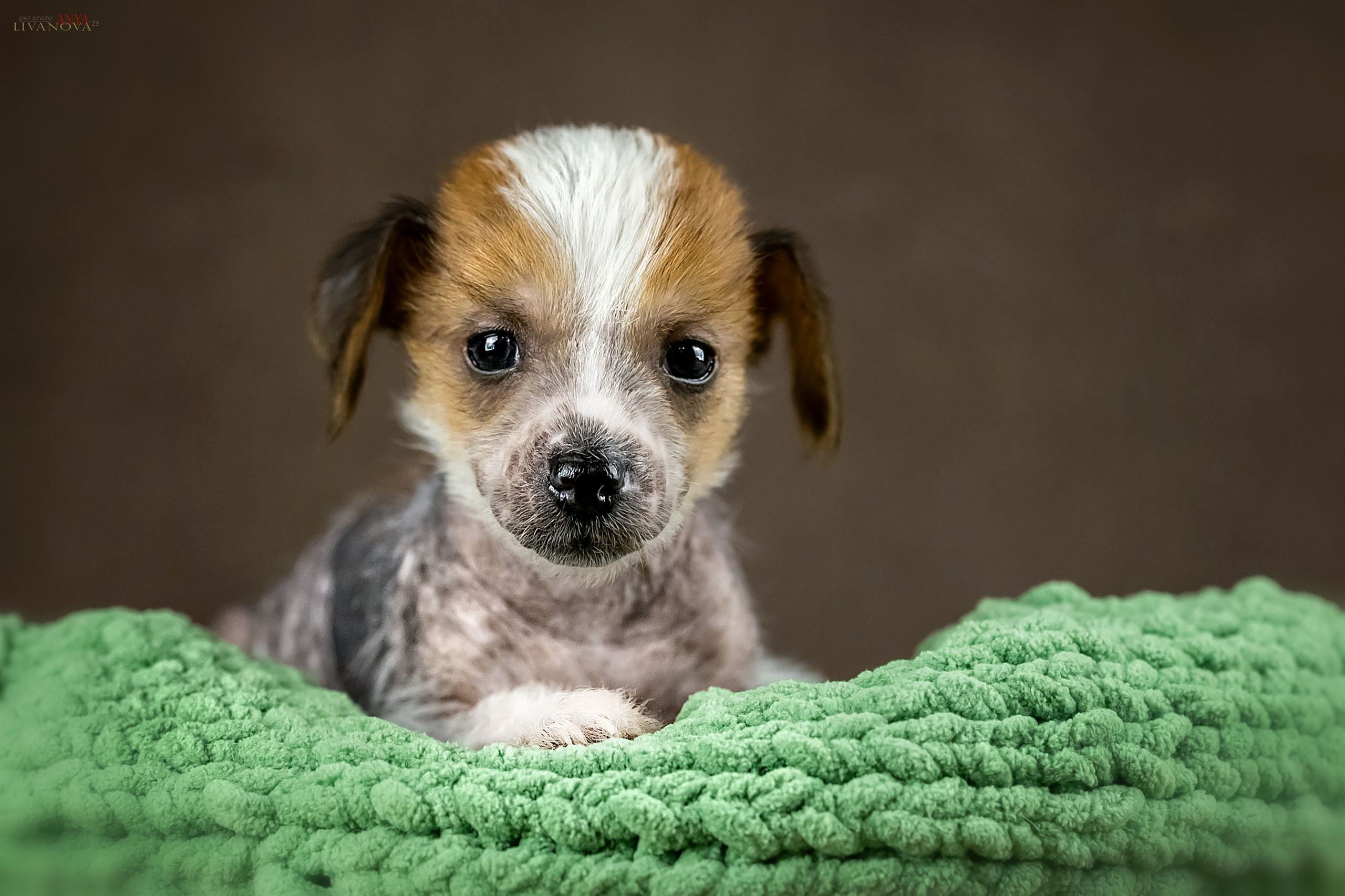 КХС. Фотограф анималист Аня Ливанова | Рыбинск