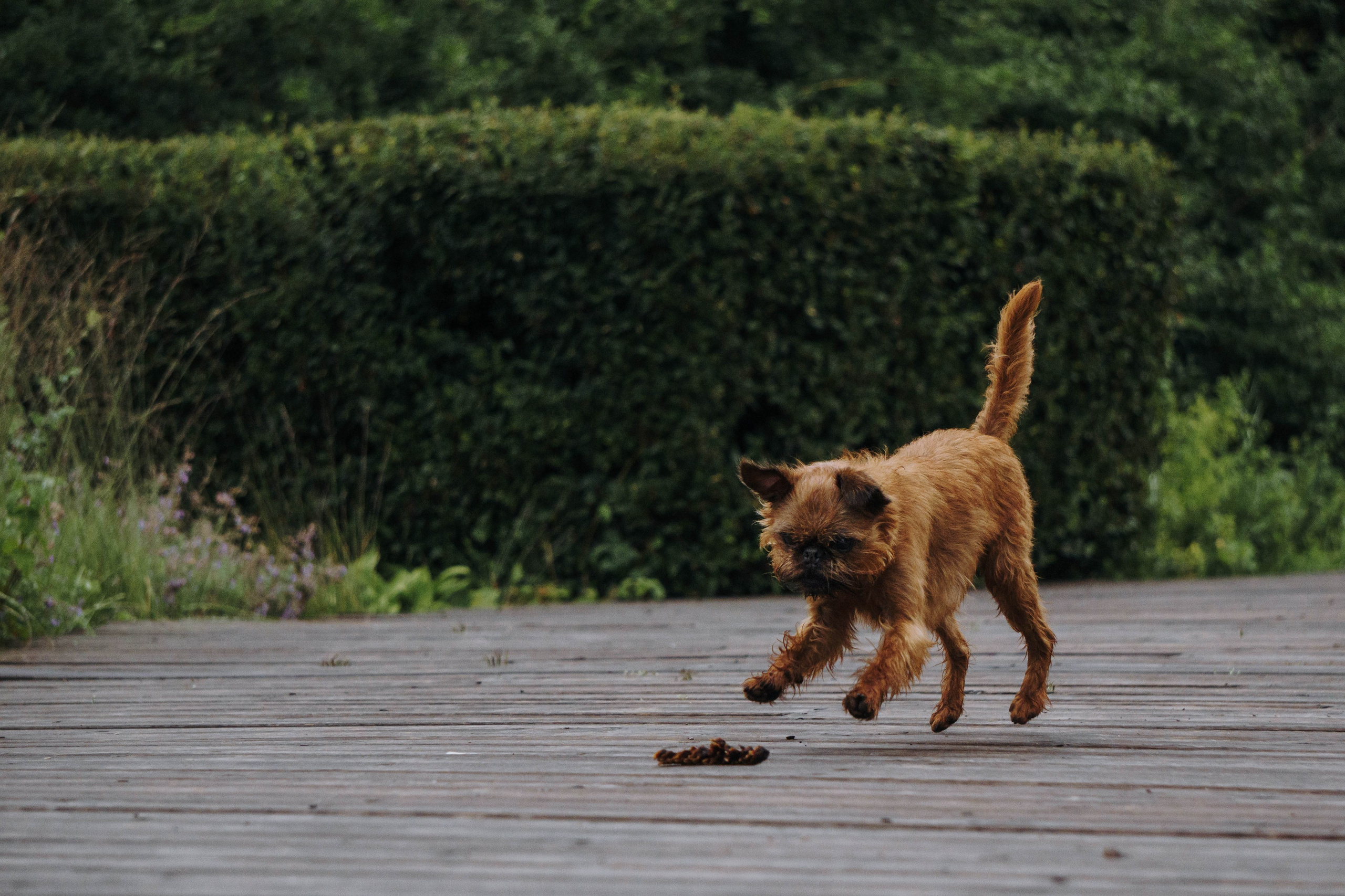 Наташа, Сережа и Хавьер. Фотограф-анималист Ксения Воробьева, Москва
