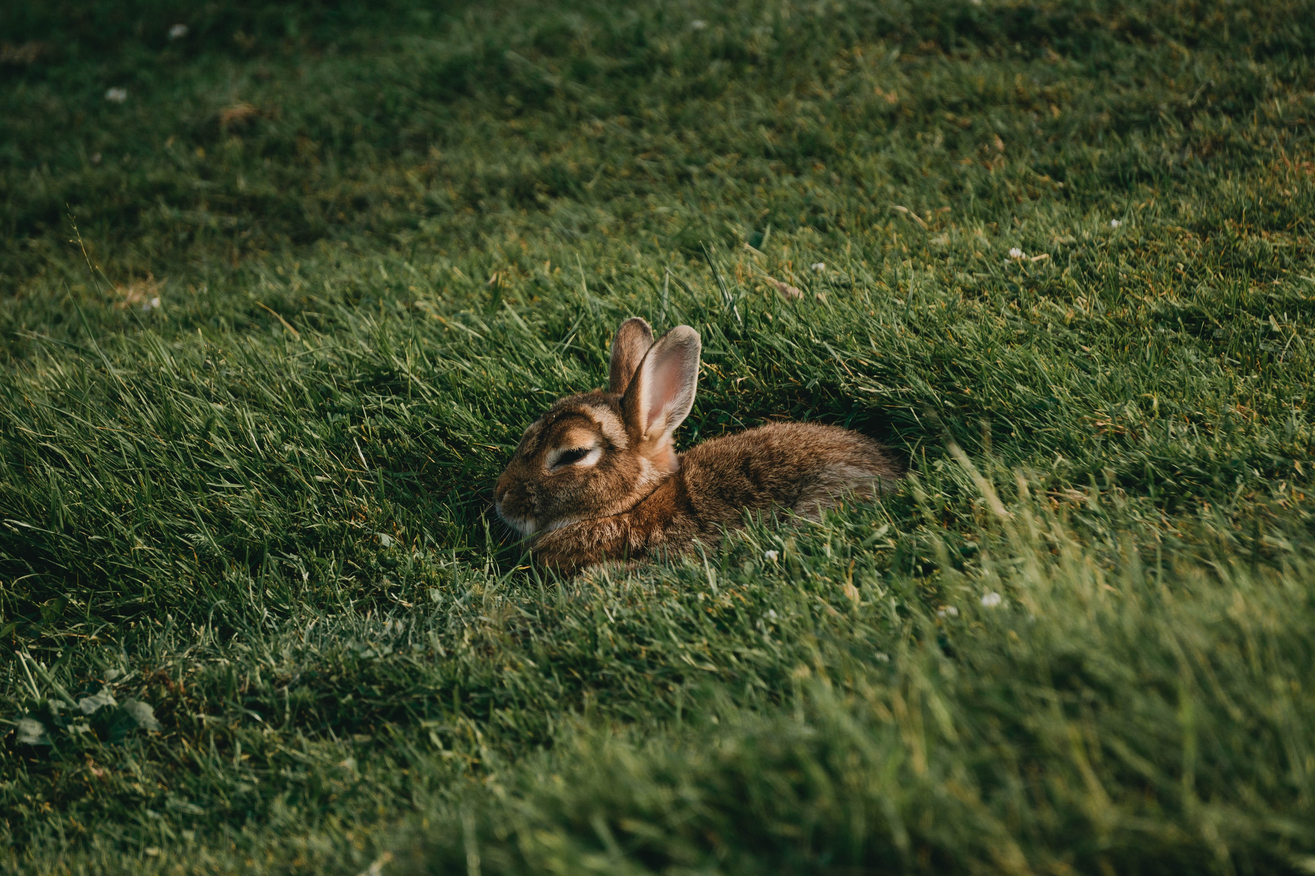 Свадьба Даши и Андрея. Фотограф-анималист Ксения Воробьева, Москва
