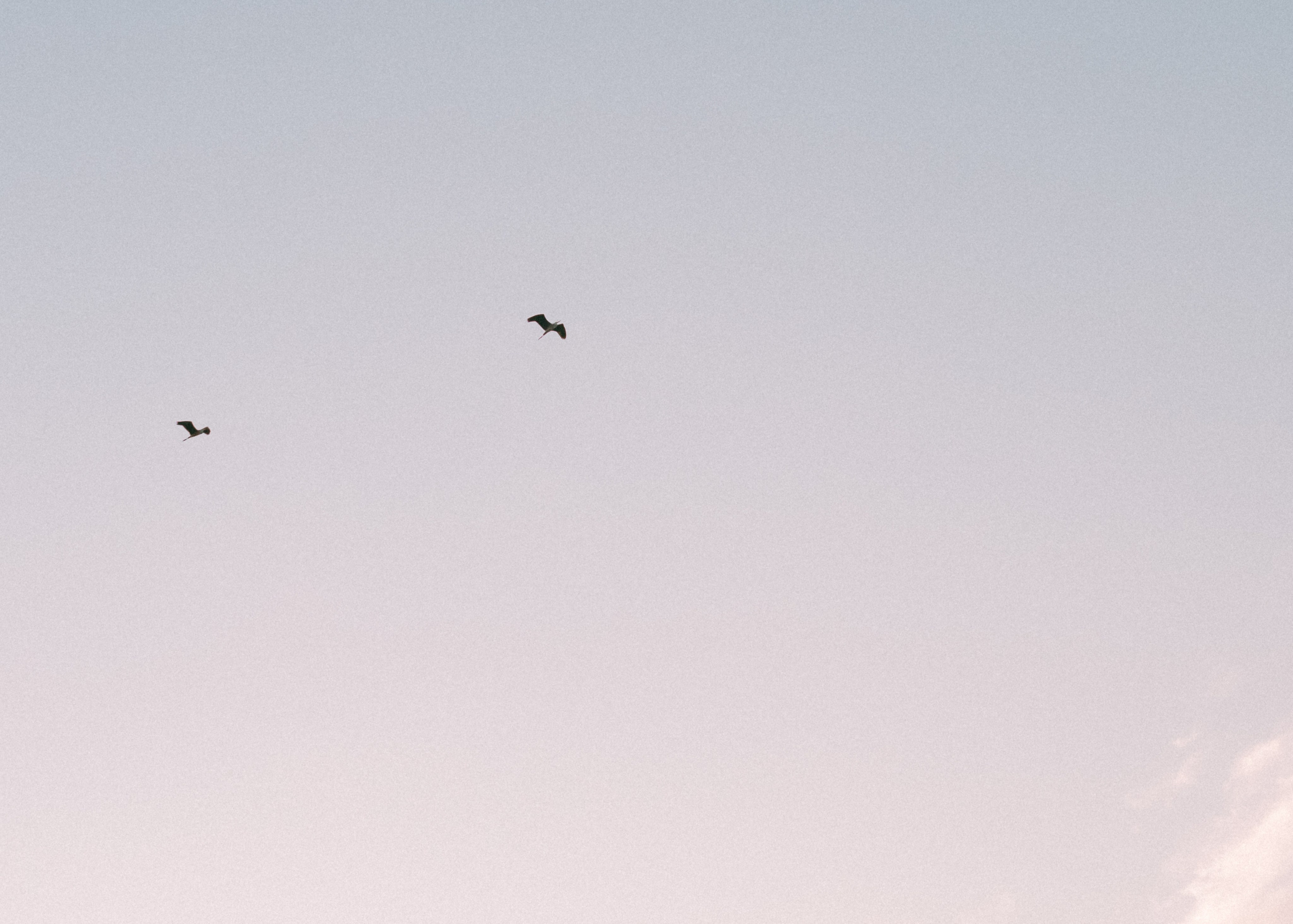 Виолетта, Лила и Питер. Фотограф-анималист Ксения Воробьева, Москва