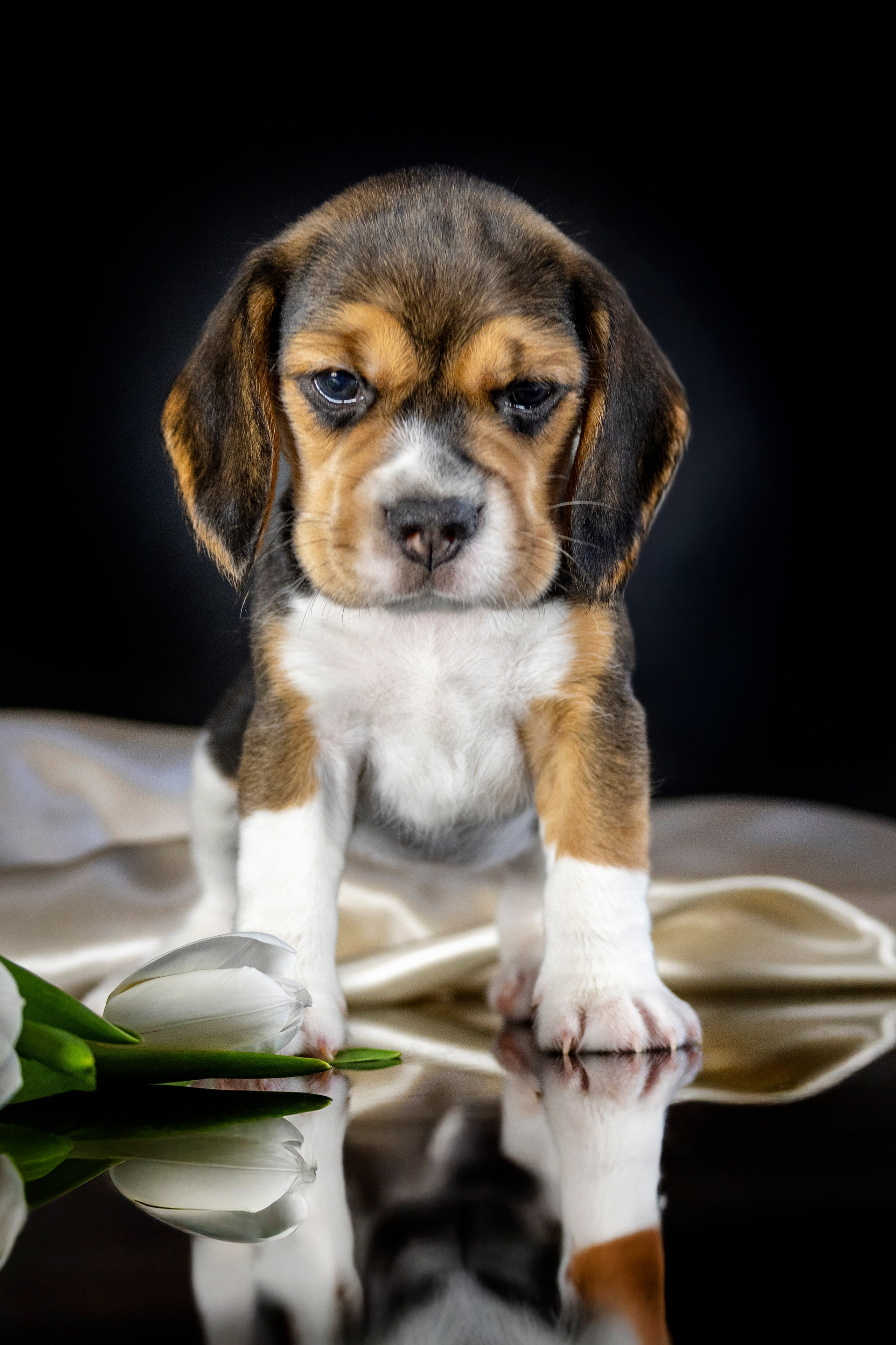 Фотограф анималист в Санкт-Петербурге Таша Крейв