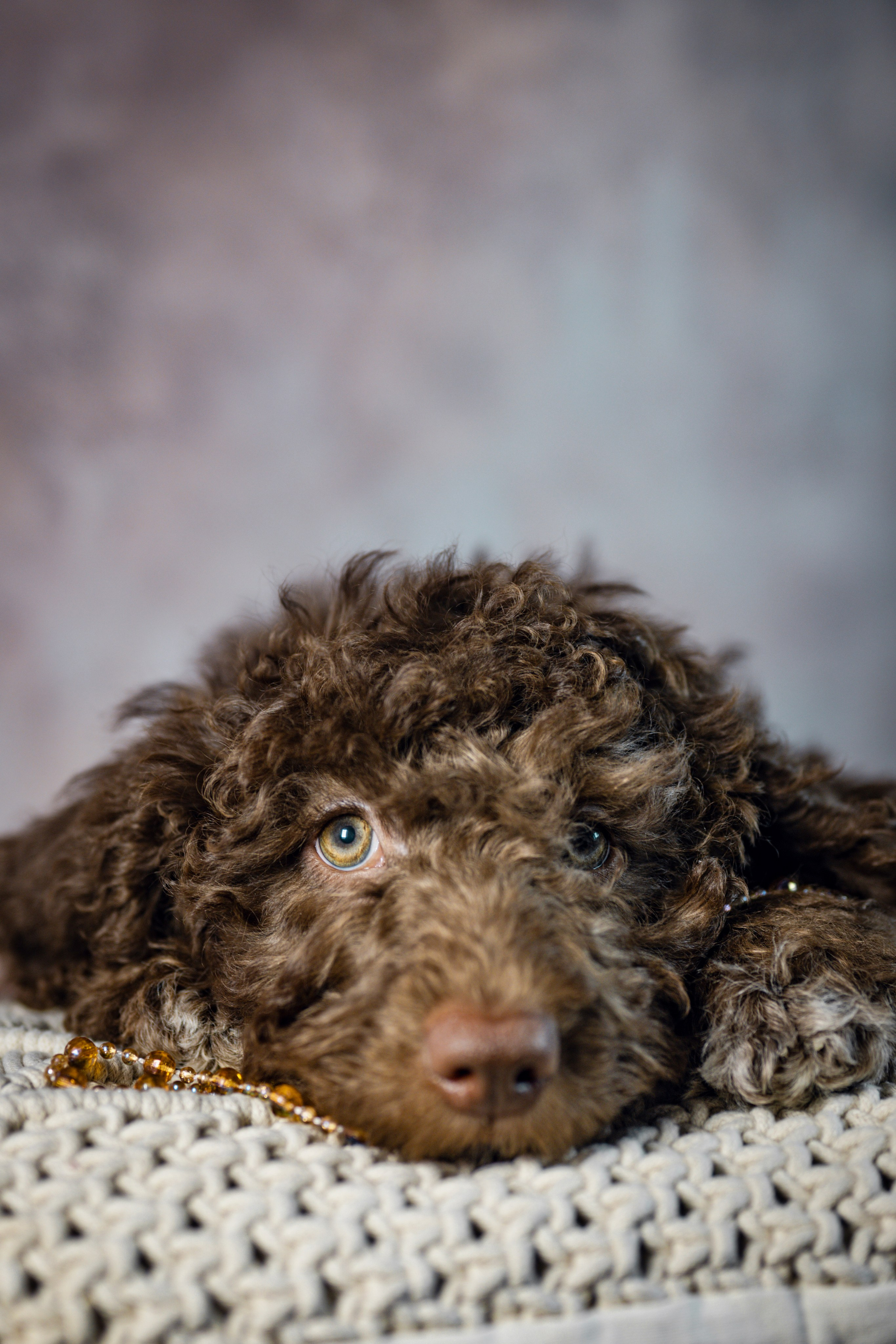 Испанская водяная. Фотограф анималист в Санкт-Петербурге Таша Крейв