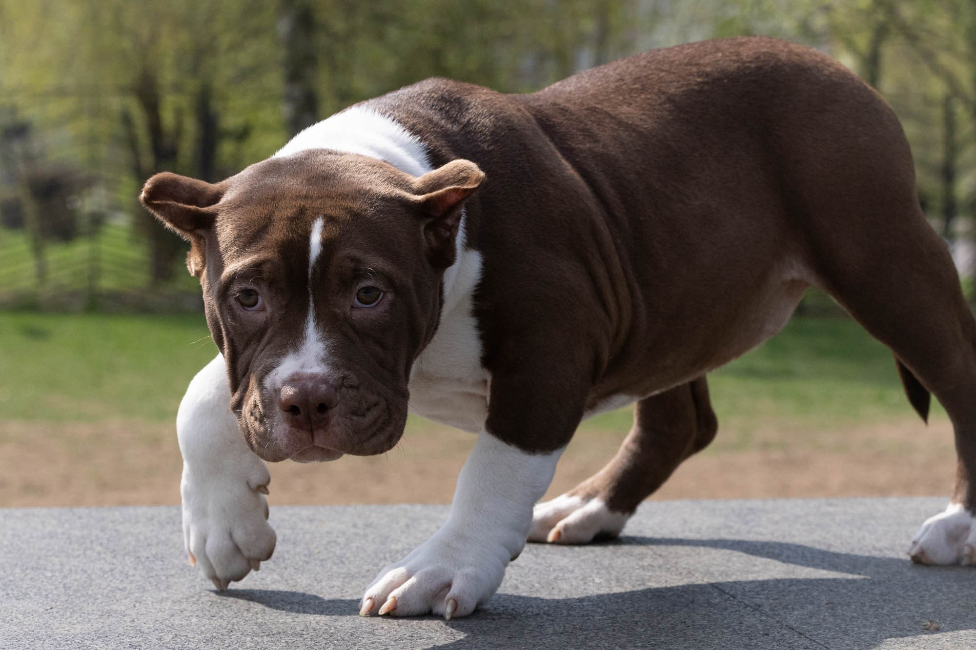 Щенки. Виктория Михайловская. Фотограф-анималист. Москва