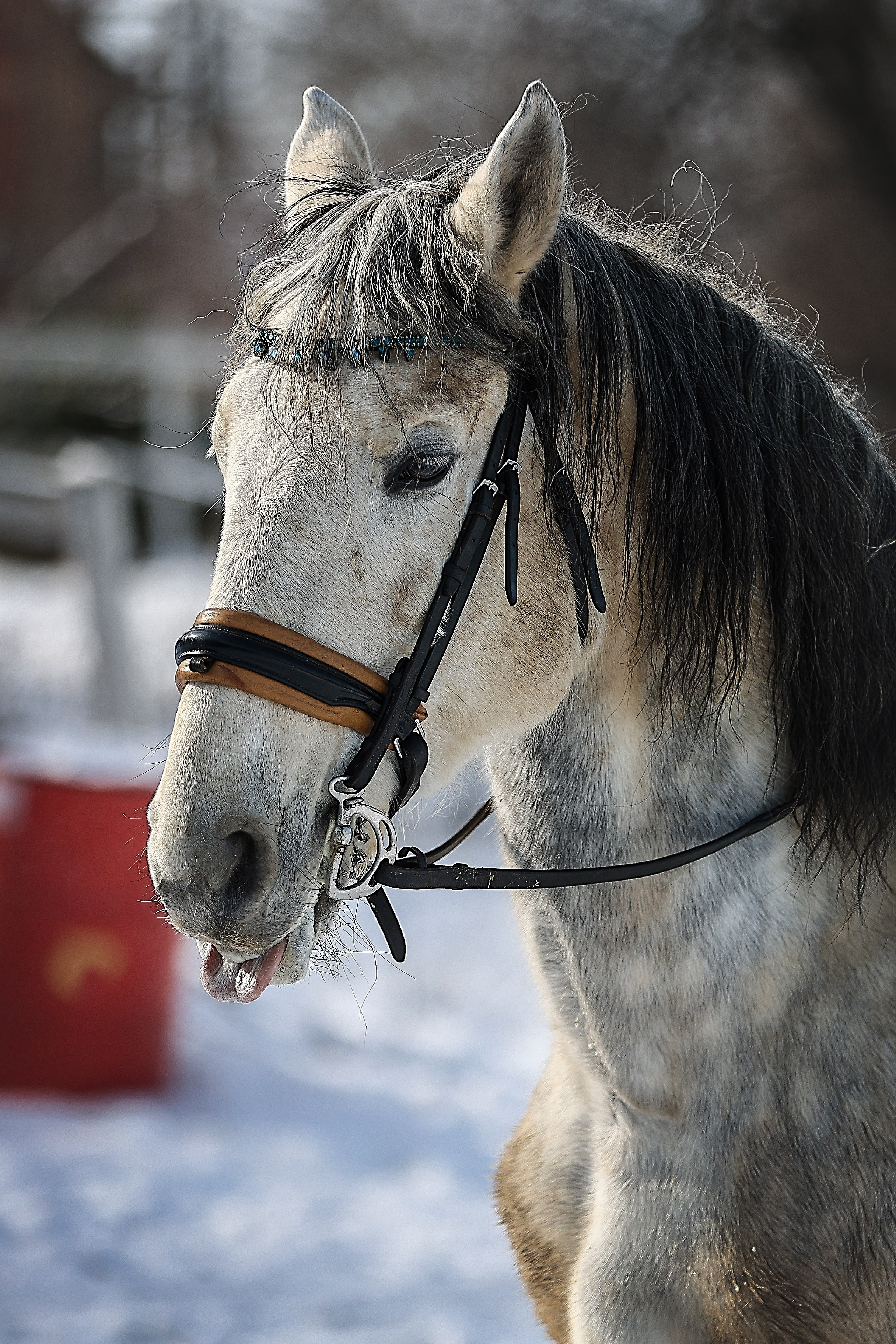 ЛОШАДИ. Фотограф-АниМалист Анна Абрамова