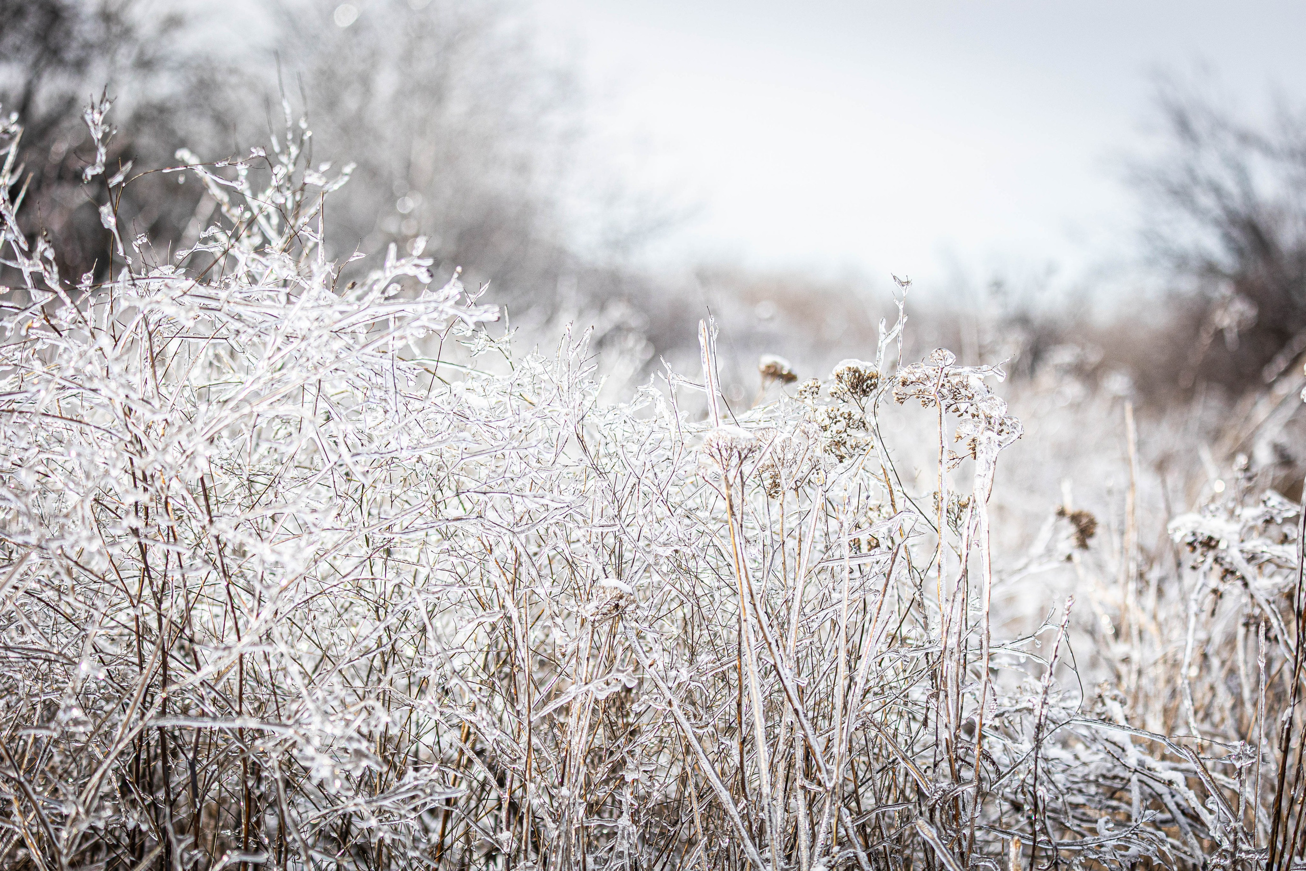 Дикий животный мир. Фотограф-АниМалист Анна Абрамова