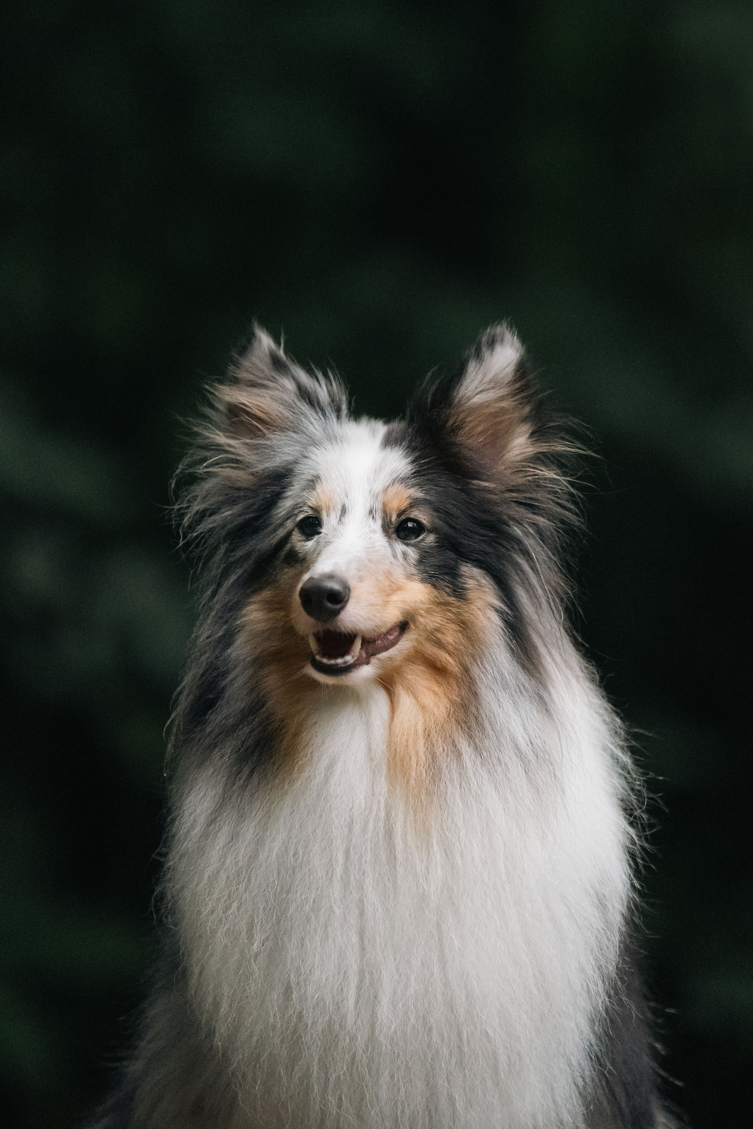 Лесная Элис. Фотограф анималист