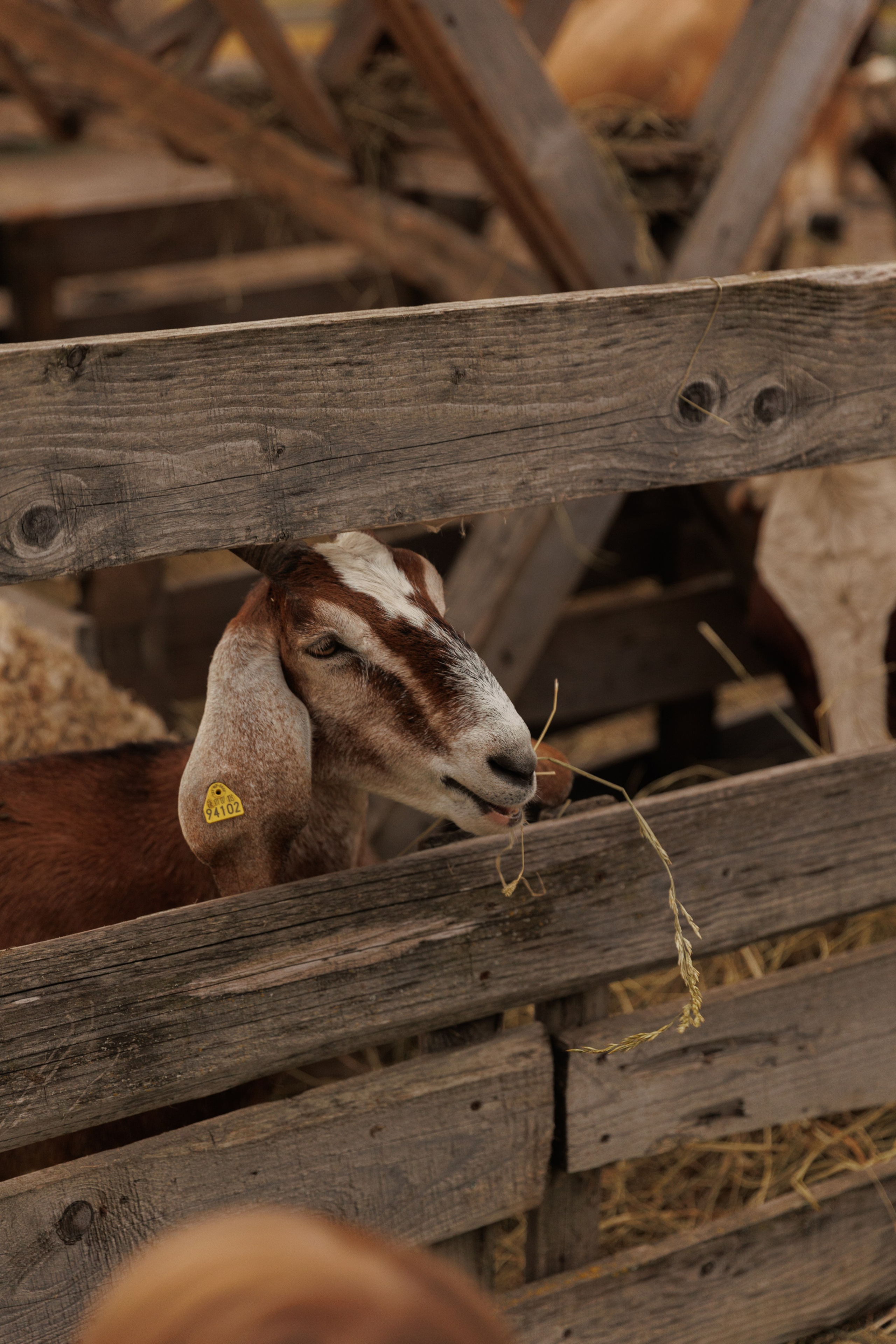 Осенняя прогулка (село Остров). Фотограф в Красногорске и Москве
