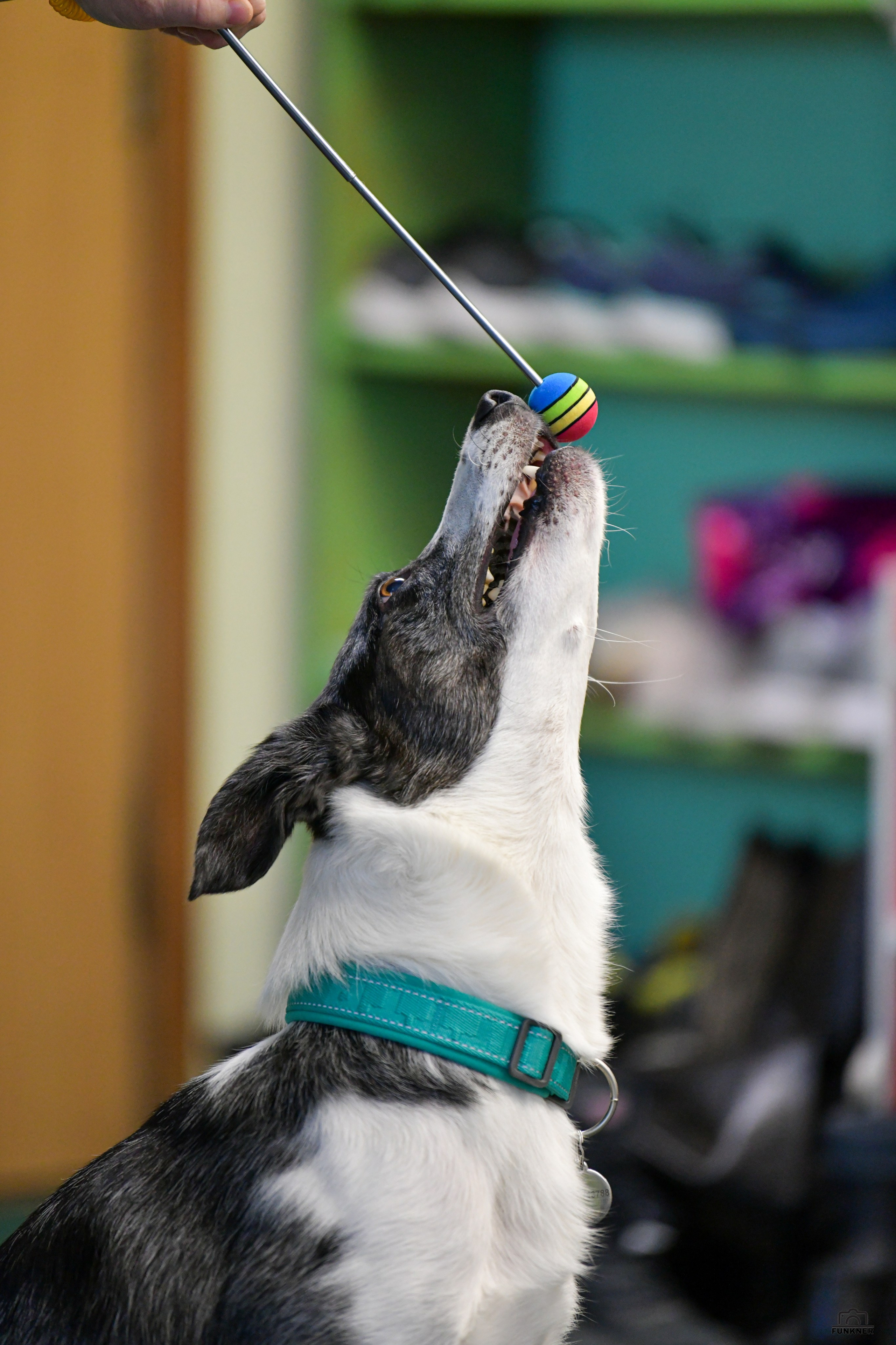 Кинологический клуб «Бодрый хвост». Свой взгляд через объектив
